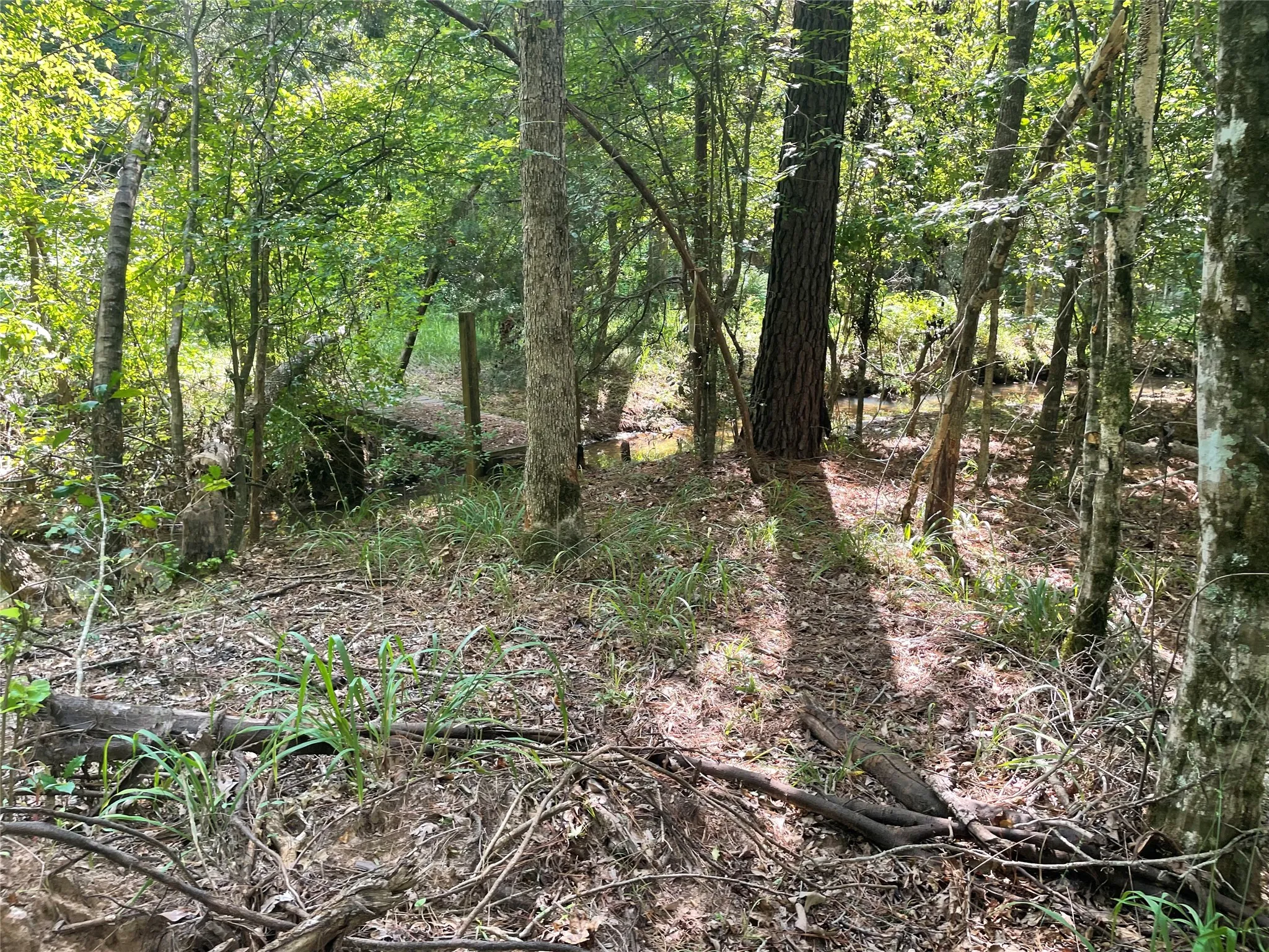 View of woods