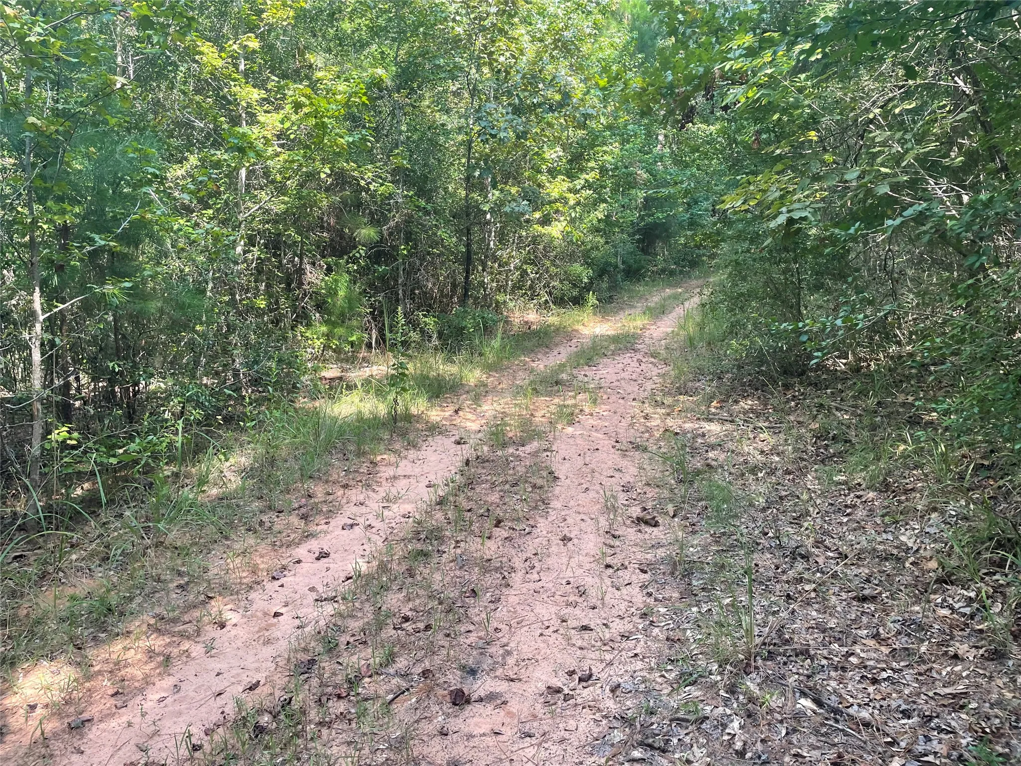View of cleared trails