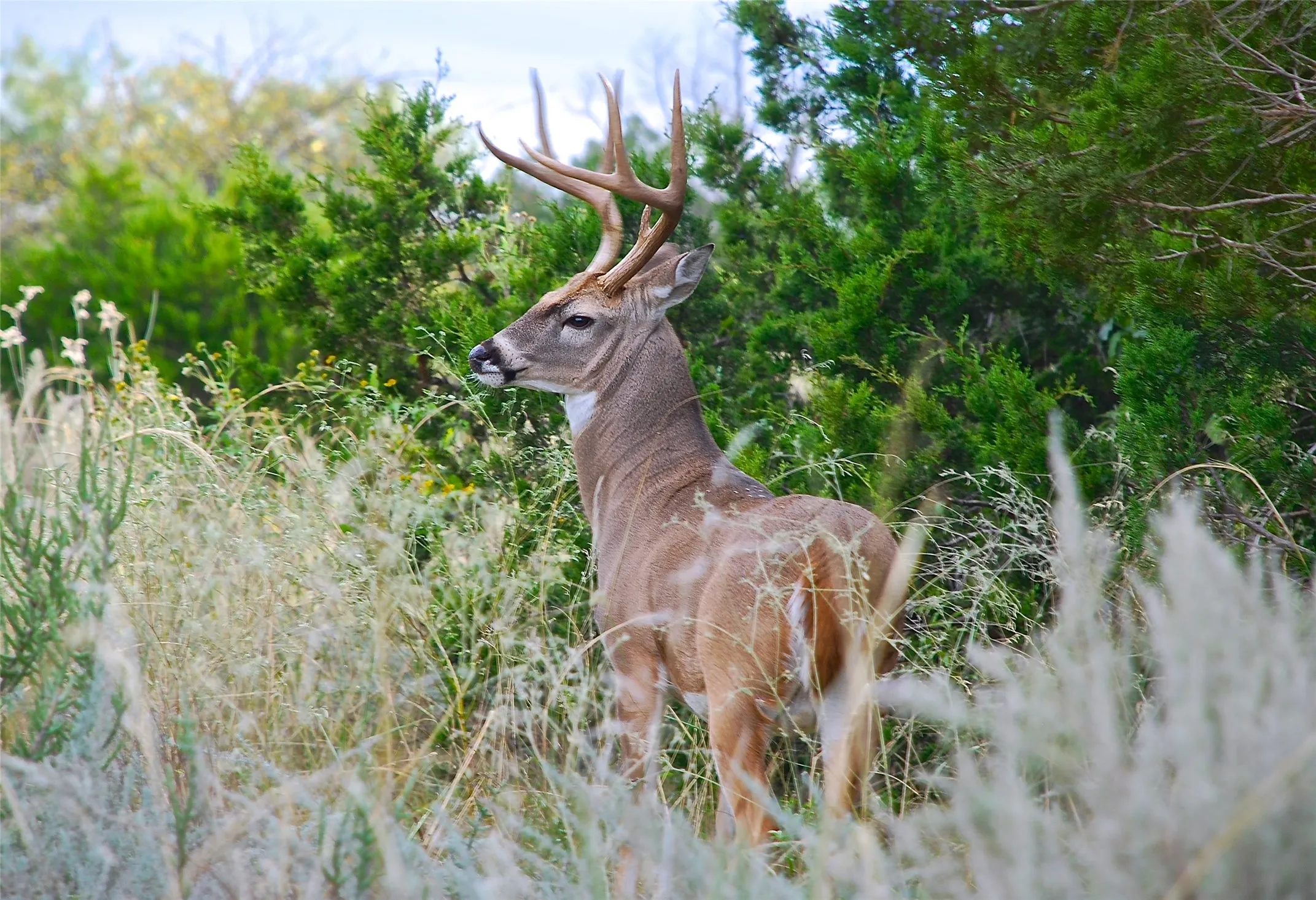 Deer are frequently spotted out here.  Please watch for them at dawn and dusk.