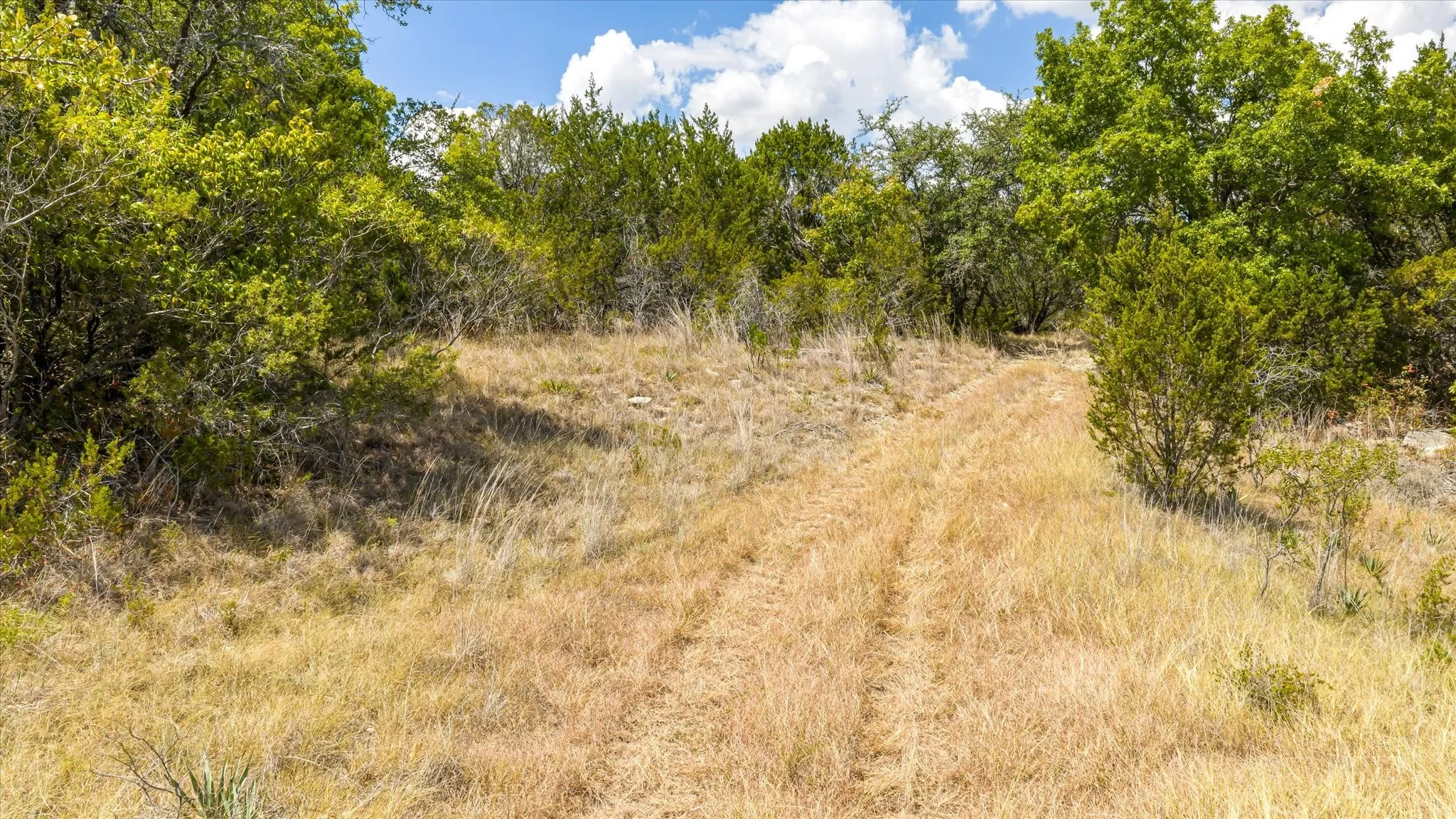 Natural landscape featuring varied vegetation and a clear path