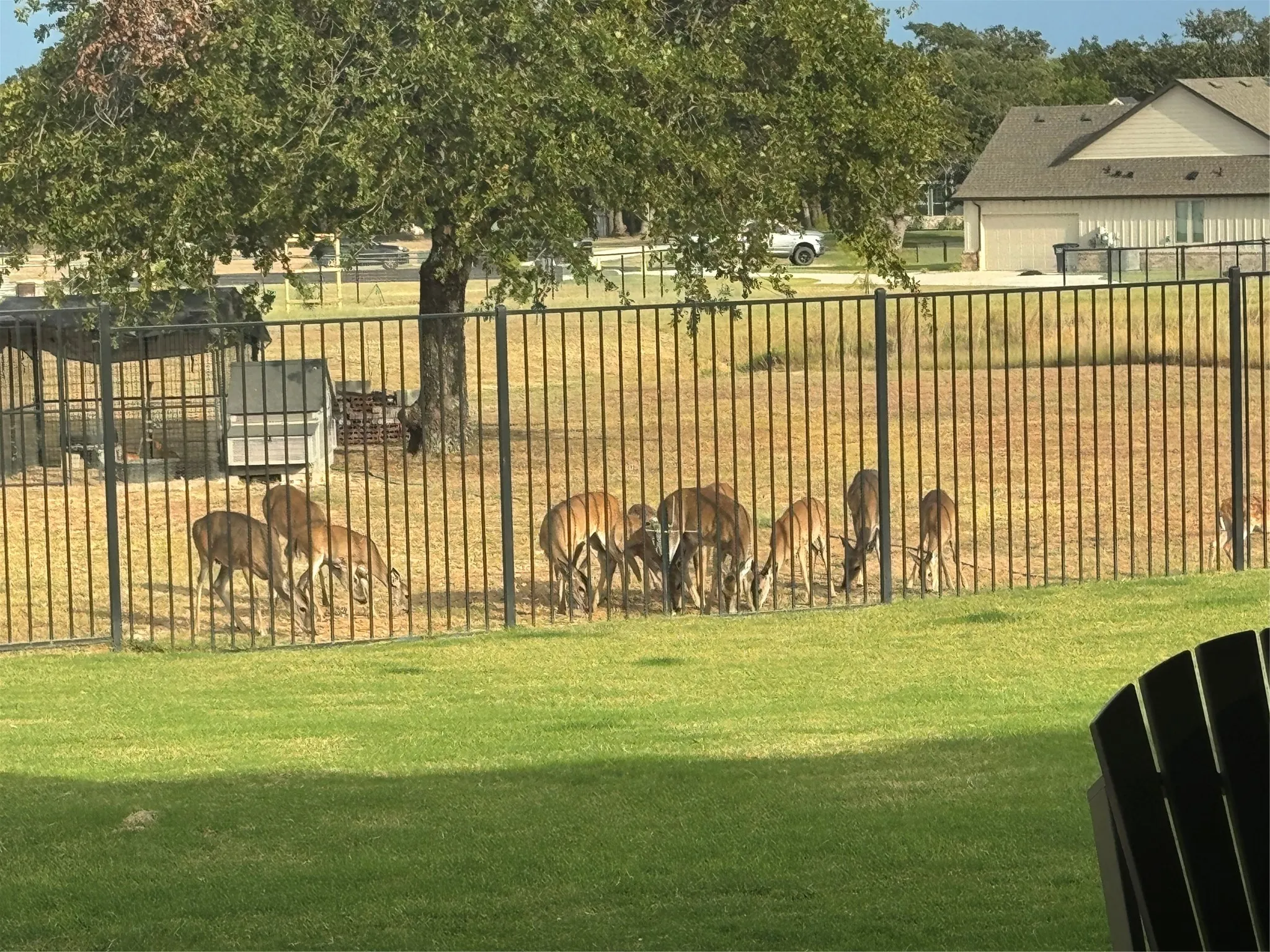 Deer come to visit often
