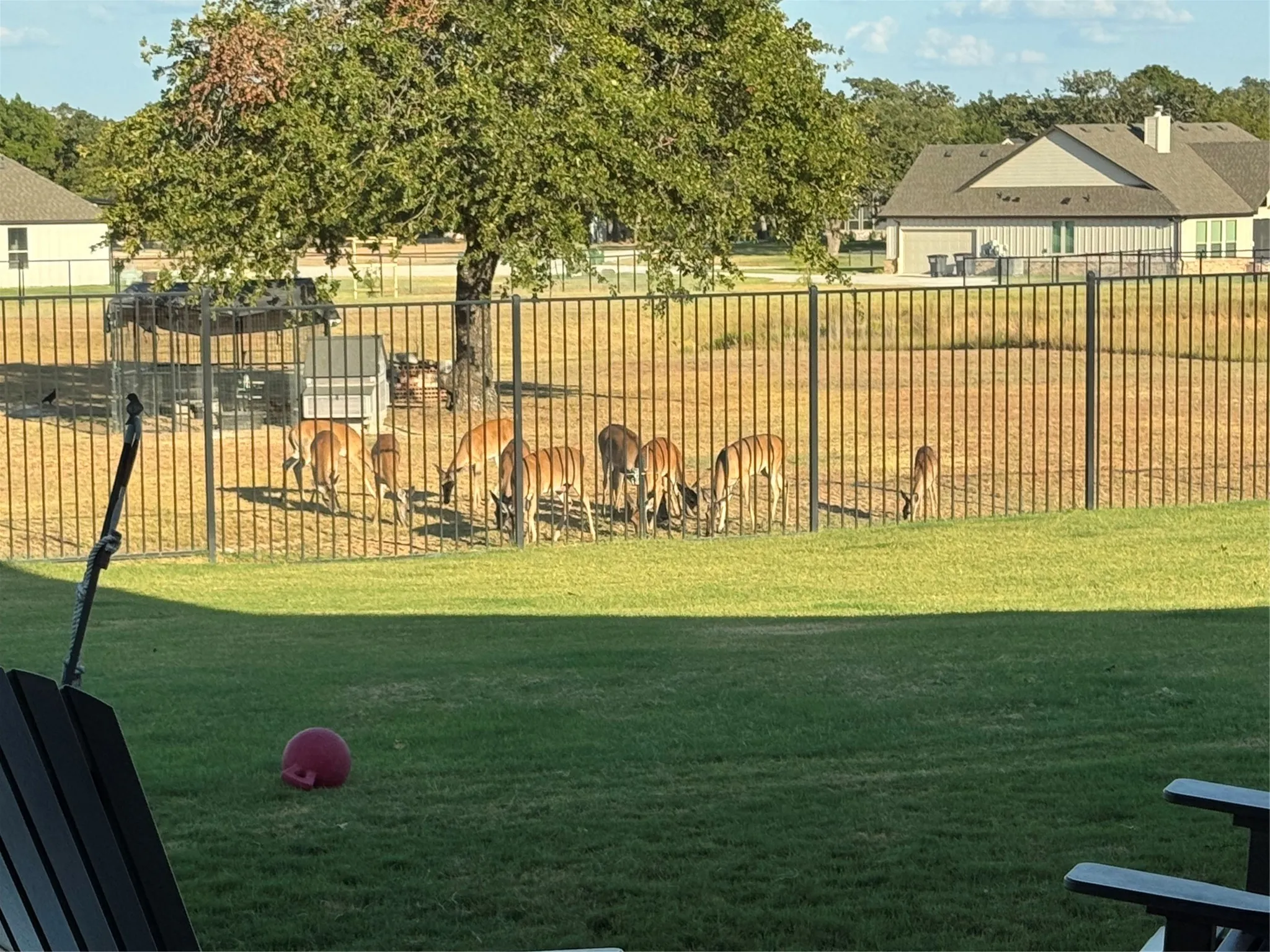 Manicured lawn with a black metal fence bordering an open field