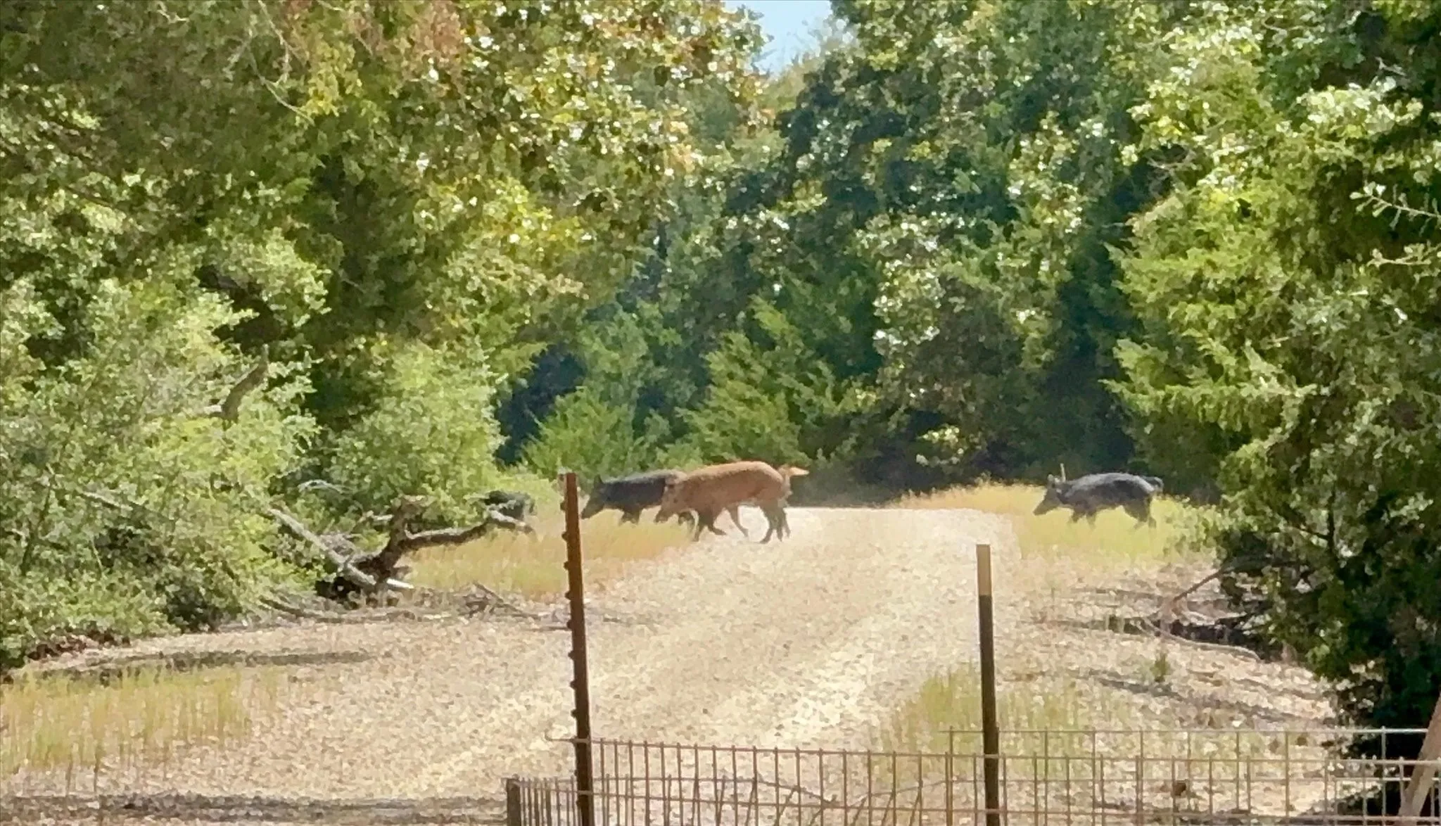 Stocked with wild hogs crossing road