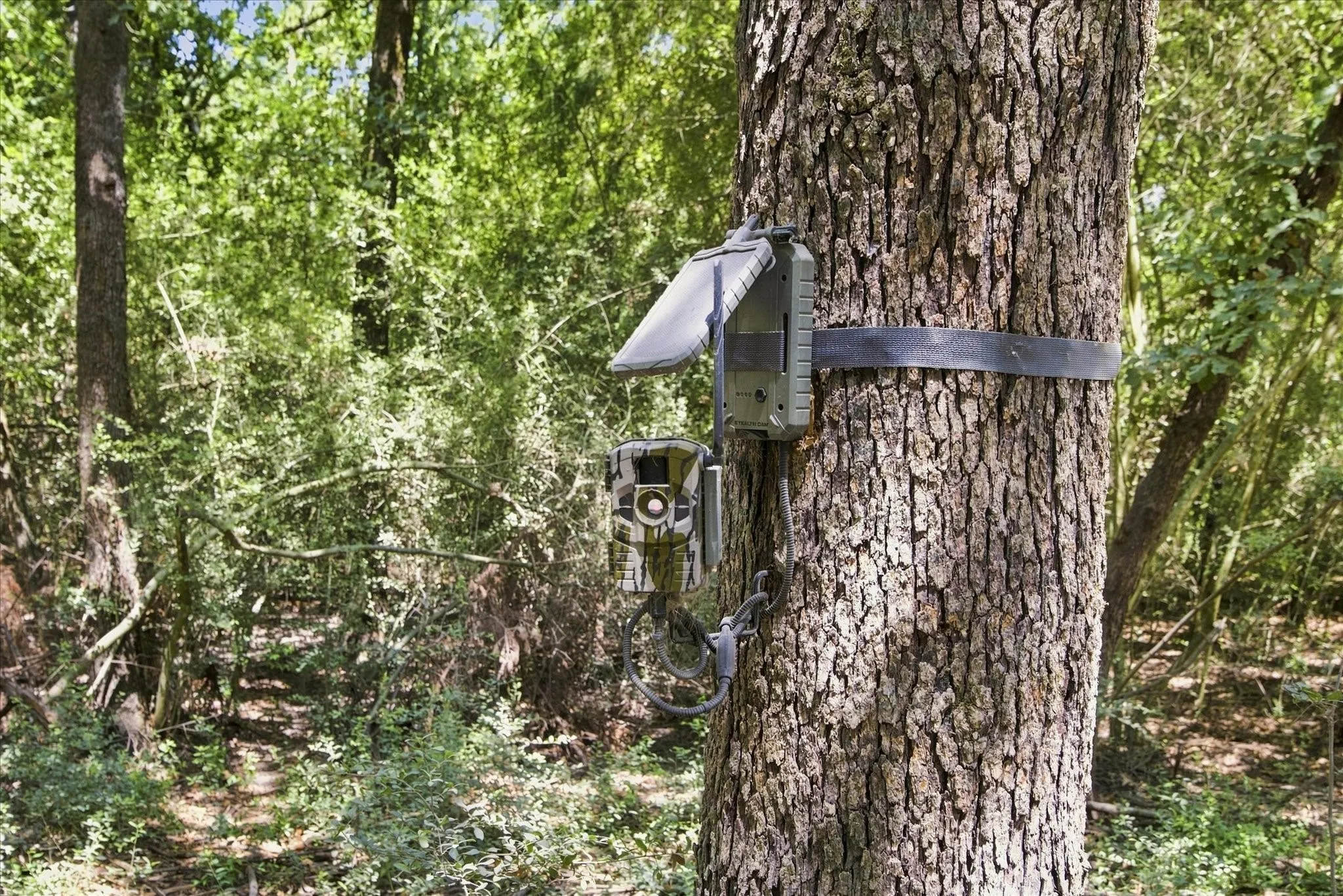 Each feeder has a game camera present to capture wildlife