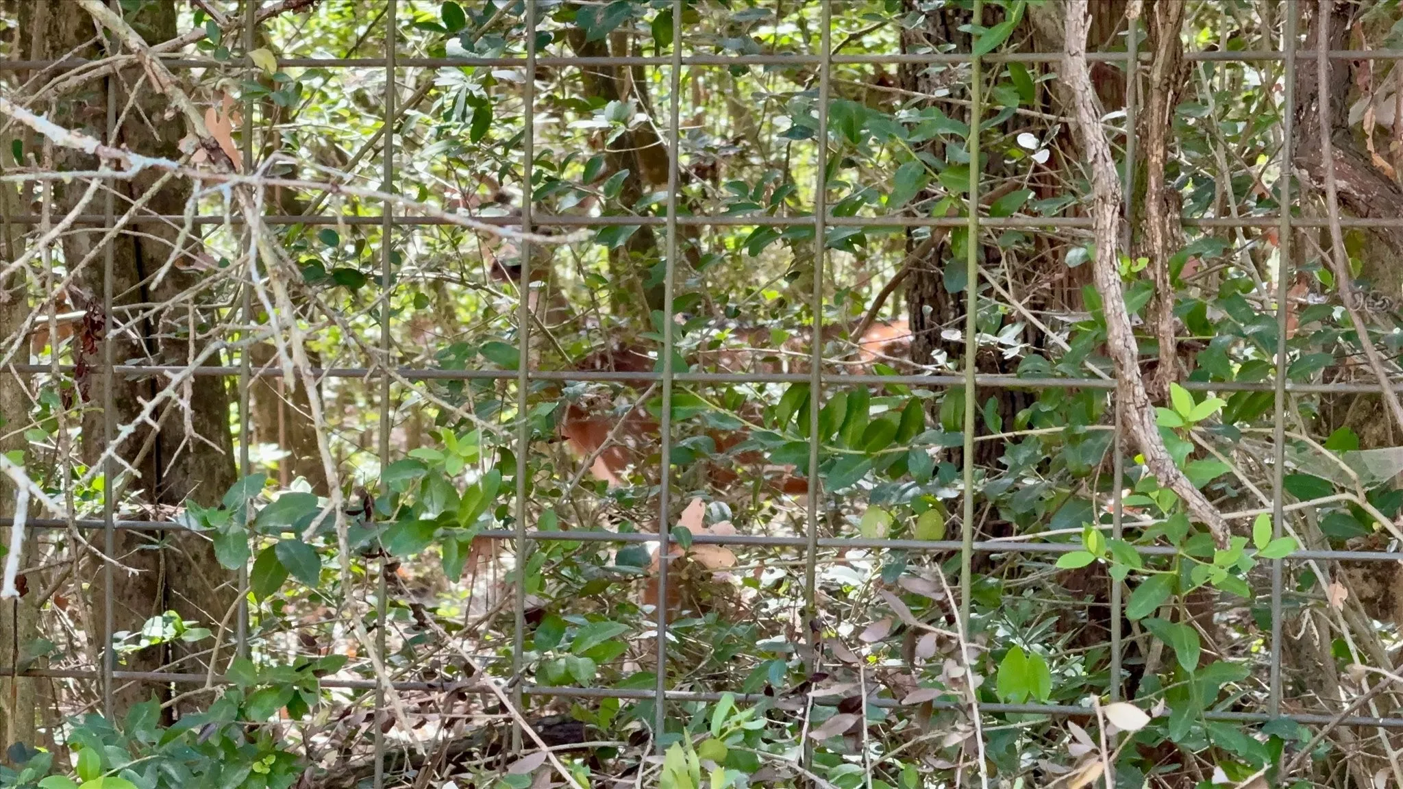 Can you see him? Axis buck bedded down