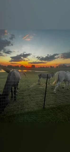 Farm For Sale in Ellis County , 1240 Union Hill Road, Ennis, Texas 75119, 4 Bedroom, 4 Bathroom, 2 Garage spaces, 3,000 Sqft, built in 2005, mls#21376156, Real Estate Agent in Ennis, Homes For Sale in Ellis county, Homes For Sale in Ennis, Realtor in Ennis Texas, Real Estate Brokerage Independent Realty Texas, Luminita Cordes Realtor
