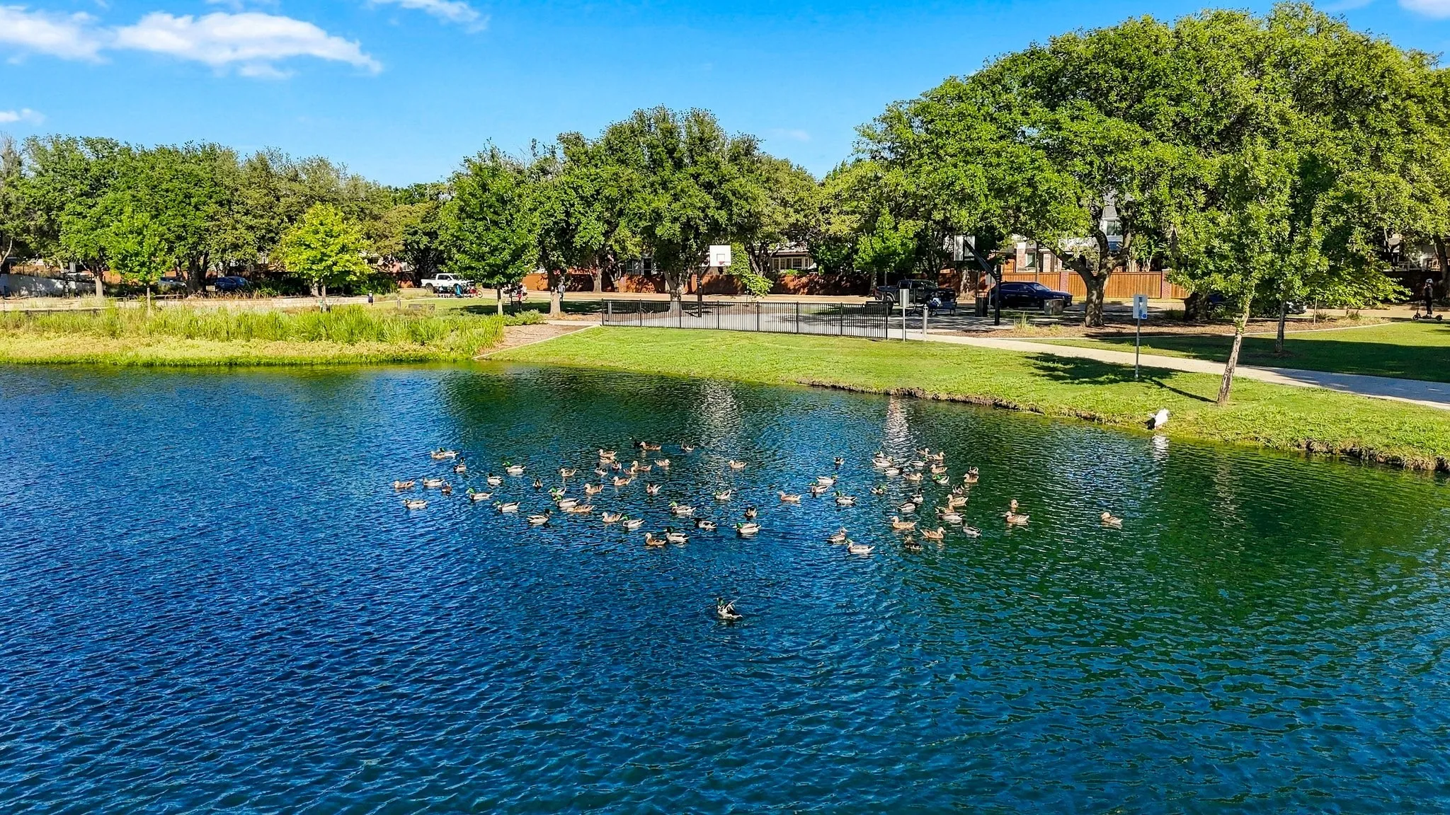Expansive waterscape with a lush green bank and mature trees