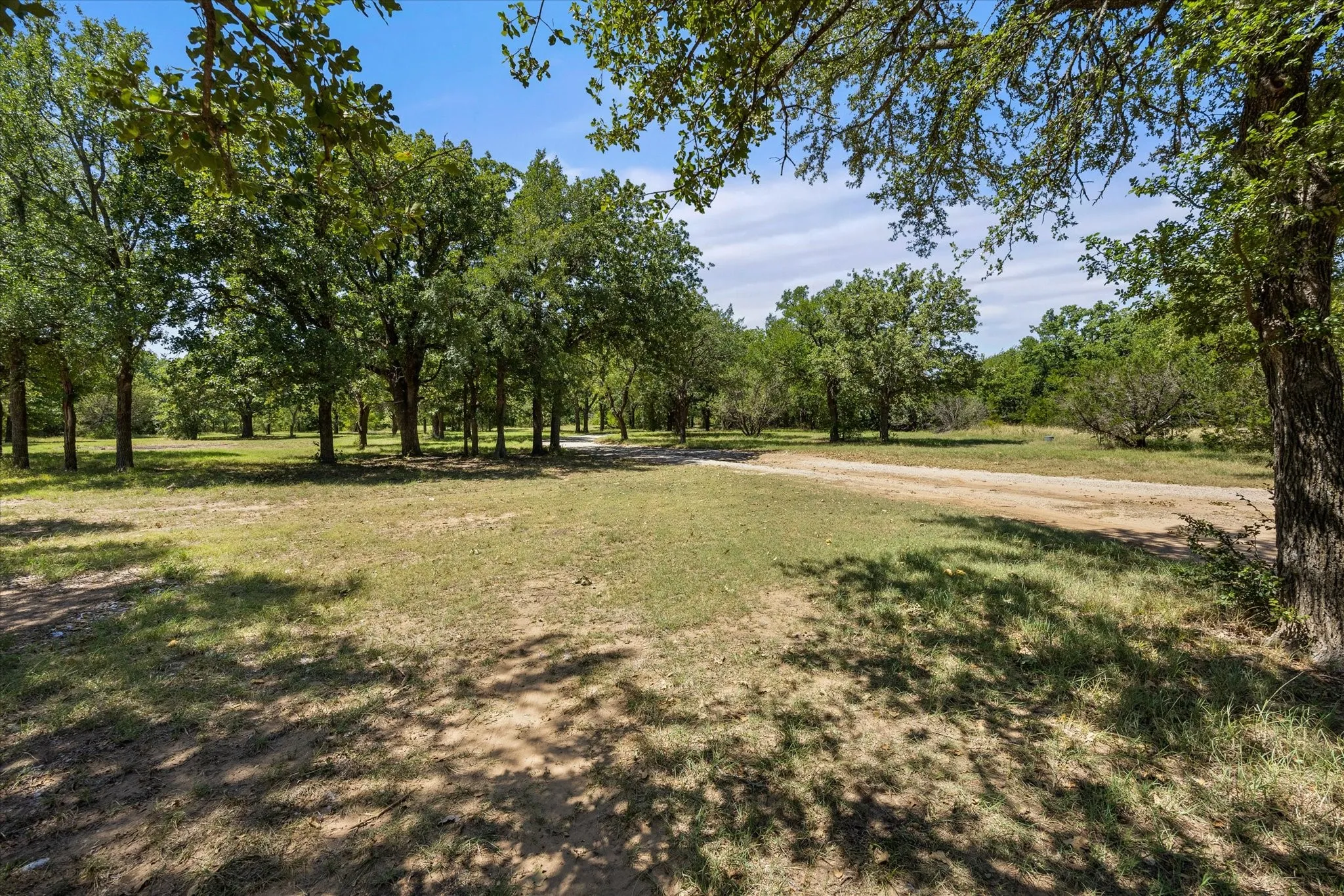 Oak tree scerenity