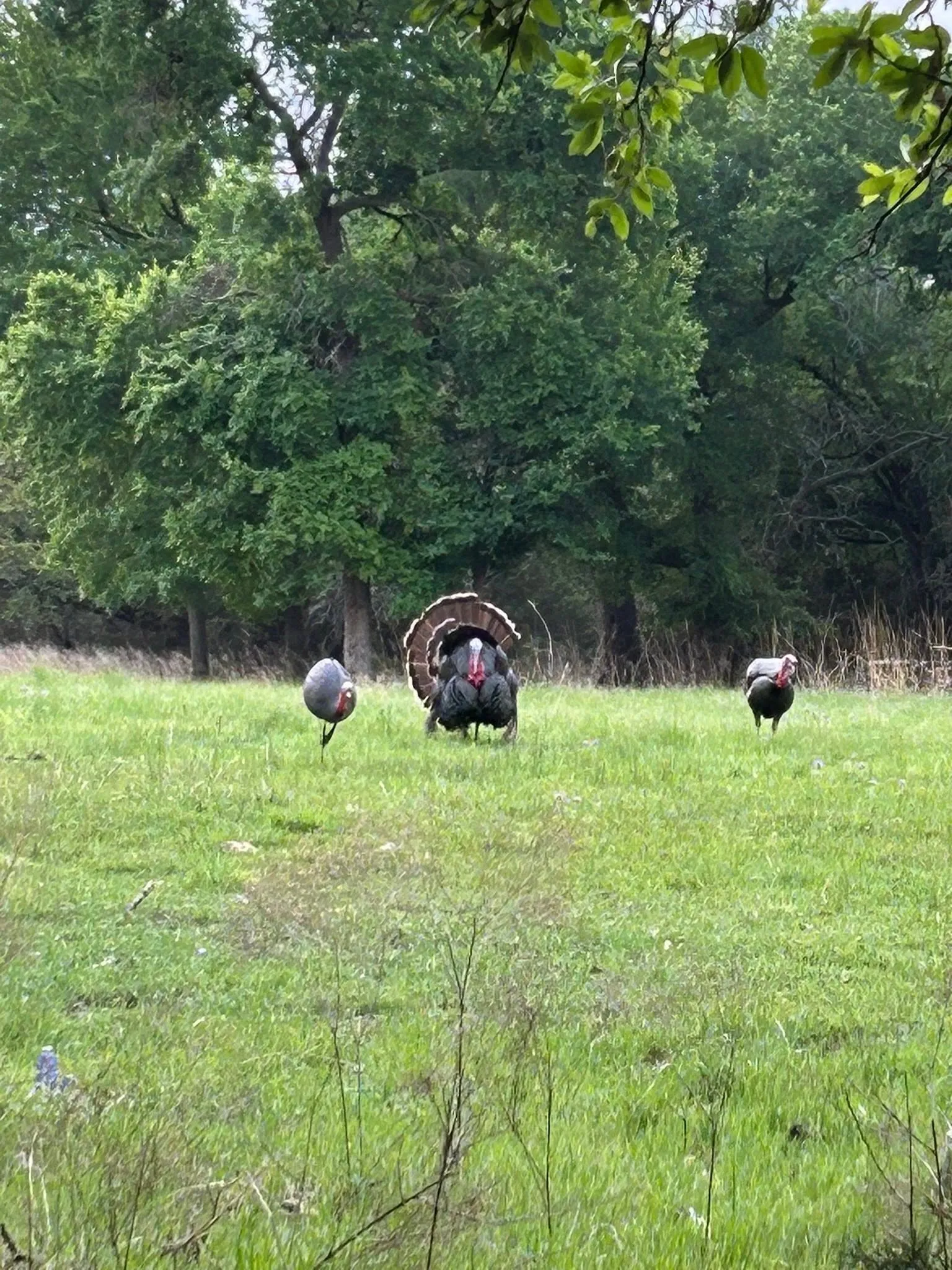 Unimproved Land For Sale in Bosque County , 201 Private Road 2123, Meridian, Texas 76665, 0, 0, Garage spaces, 0 Sqft, built in 0, mls#21374865, Real Estate Agent in Meridian, Homes For Sale in Bosque county, Homes For Sale in Meridian, Realtor in Meridian Texas, Real Estate Brokerage Independent Realty Texas, Luminita Cordes Realtor