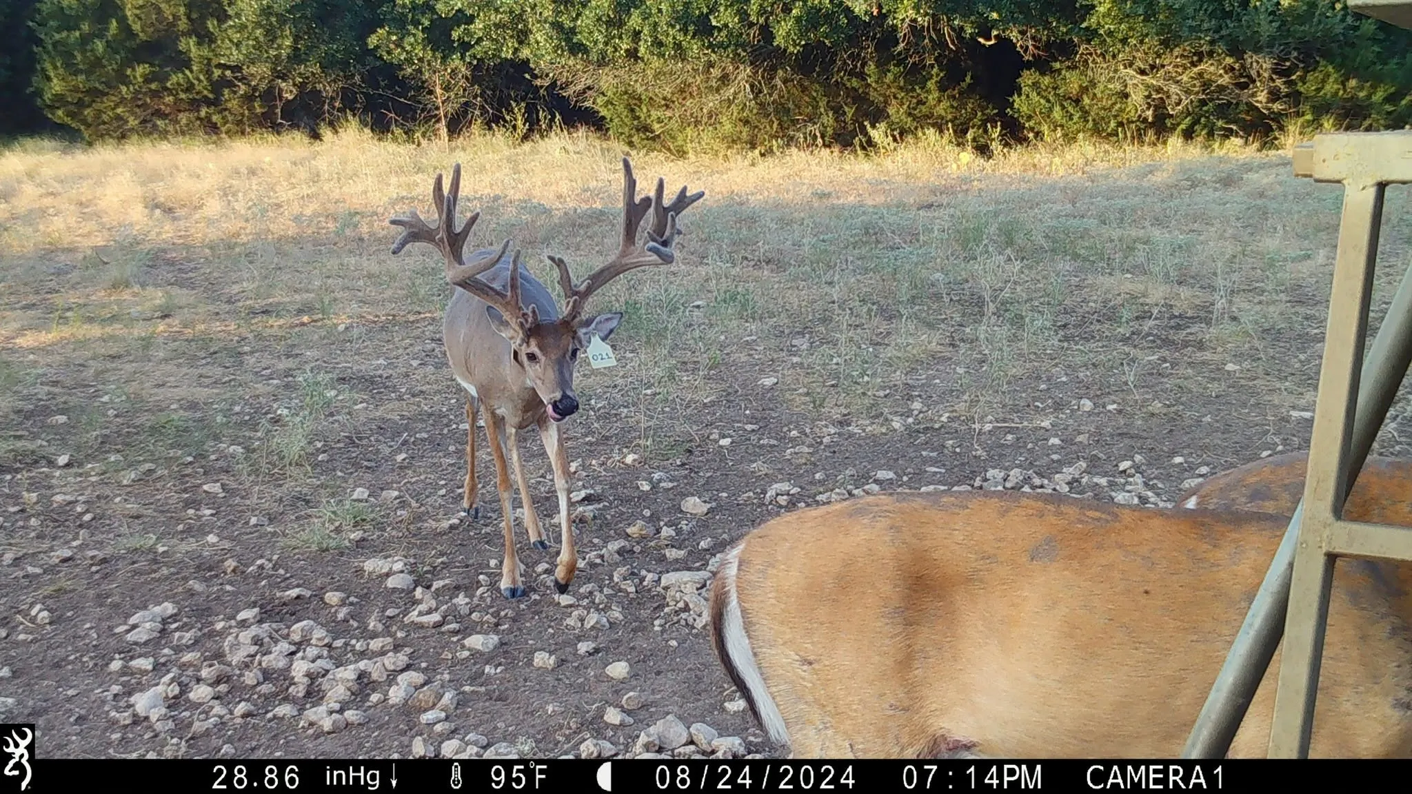Unimproved Land For Sale in Bosque County , 201 Private Road 2123, Meridian, Texas 76665, 0, 0, Garage spaces, 0 Sqft, built in 0, mls#21374865, Real Estate Agent in Meridian, Homes For Sale in Bosque county, Homes For Sale in Meridian, Realtor in Meridian Texas, Real Estate Brokerage Independent Realty Texas, Luminita Cordes Realtor