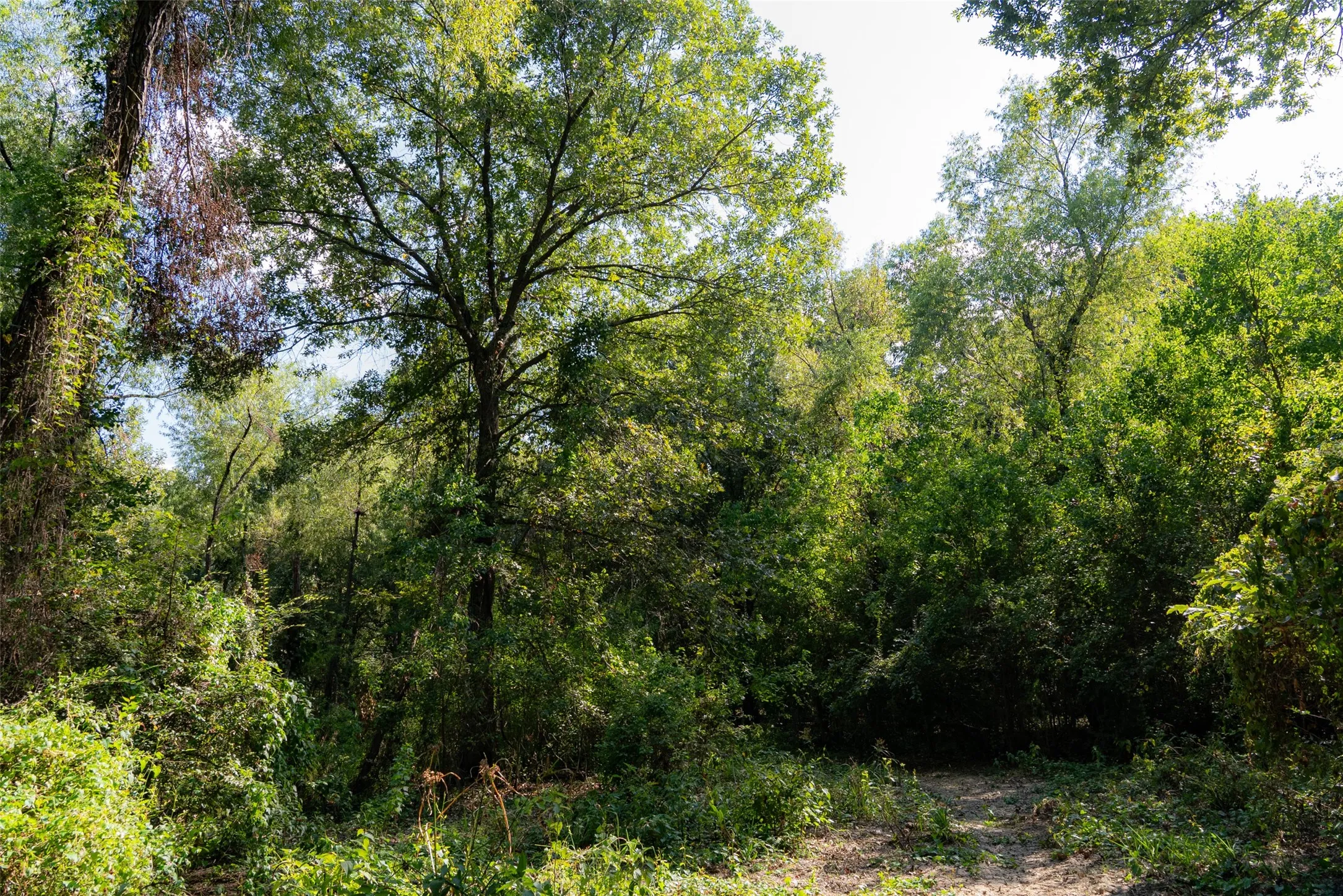 Unimproved Land For Sale in Henderson County , 0 Cr-3516, Brownsboro, Texas 75756, 0, 0, Garage spaces, 0 Sqft, built in 0, mls#21376763, Real Estate Agent in Brownsboro, Homes For Sale in Henderson county, Homes For Sale in Brownsboro, Realtor in Brownsboro Texas, Real Estate Brokerage Independent Realty Texas, Luminita Cordes Realtor