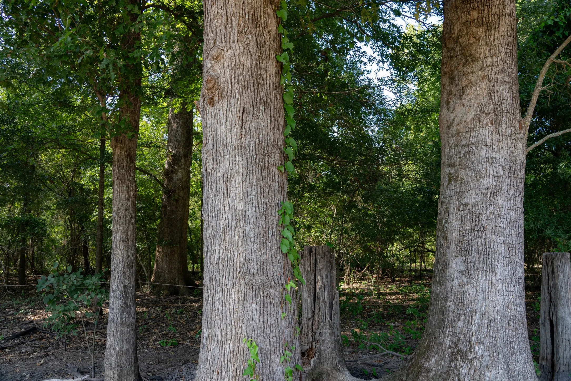 Unimproved Land For Sale in Henderson County , 0 Cr-3516, Brownsboro, Texas 75756, 0, 0, Garage spaces, 0 Sqft, built in 0, mls#21376763, Real Estate Agent in Brownsboro, Homes For Sale in Henderson county, Homes For Sale in Brownsboro, Realtor in Brownsboro Texas, Real Estate Brokerage Independent Realty Texas, Luminita Cordes Realtor
