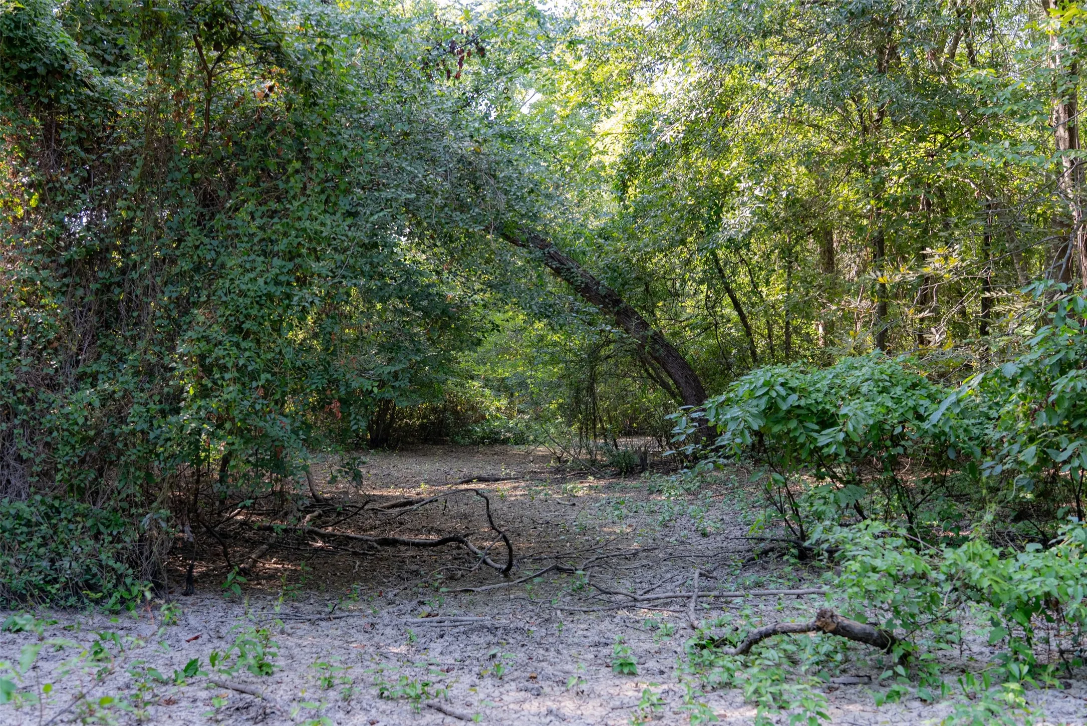 Unimproved Land For Sale in Henderson County , 0 Cr-3516, Brownsboro, Texas 75756, 0, 0, Garage spaces, 0 Sqft, built in 0, mls#21376763, Real Estate Agent in Brownsboro, Homes For Sale in Henderson county, Homes For Sale in Brownsboro, Realtor in Brownsboro Texas, Real Estate Brokerage Independent Realty Texas, Luminita Cordes Realtor