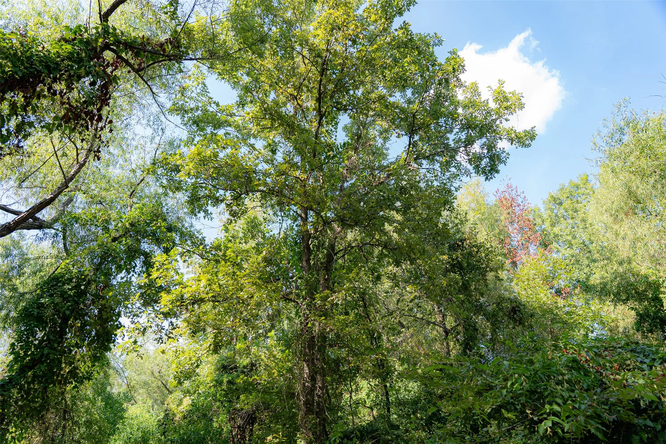 Unimproved Land For Sale in Henderson County , 0 Cr-3516, Brownsboro, Texas 75756, 0, 0, Garage spaces, 0 Sqft, built in 0, mls#21376763, Real Estate Agent in Brownsboro, Homes For Sale in Henderson county, Homes For Sale in Brownsboro, Realtor in Brownsboro Texas, Real Estate Brokerage Independent Realty Texas, Luminita Cordes Realtor