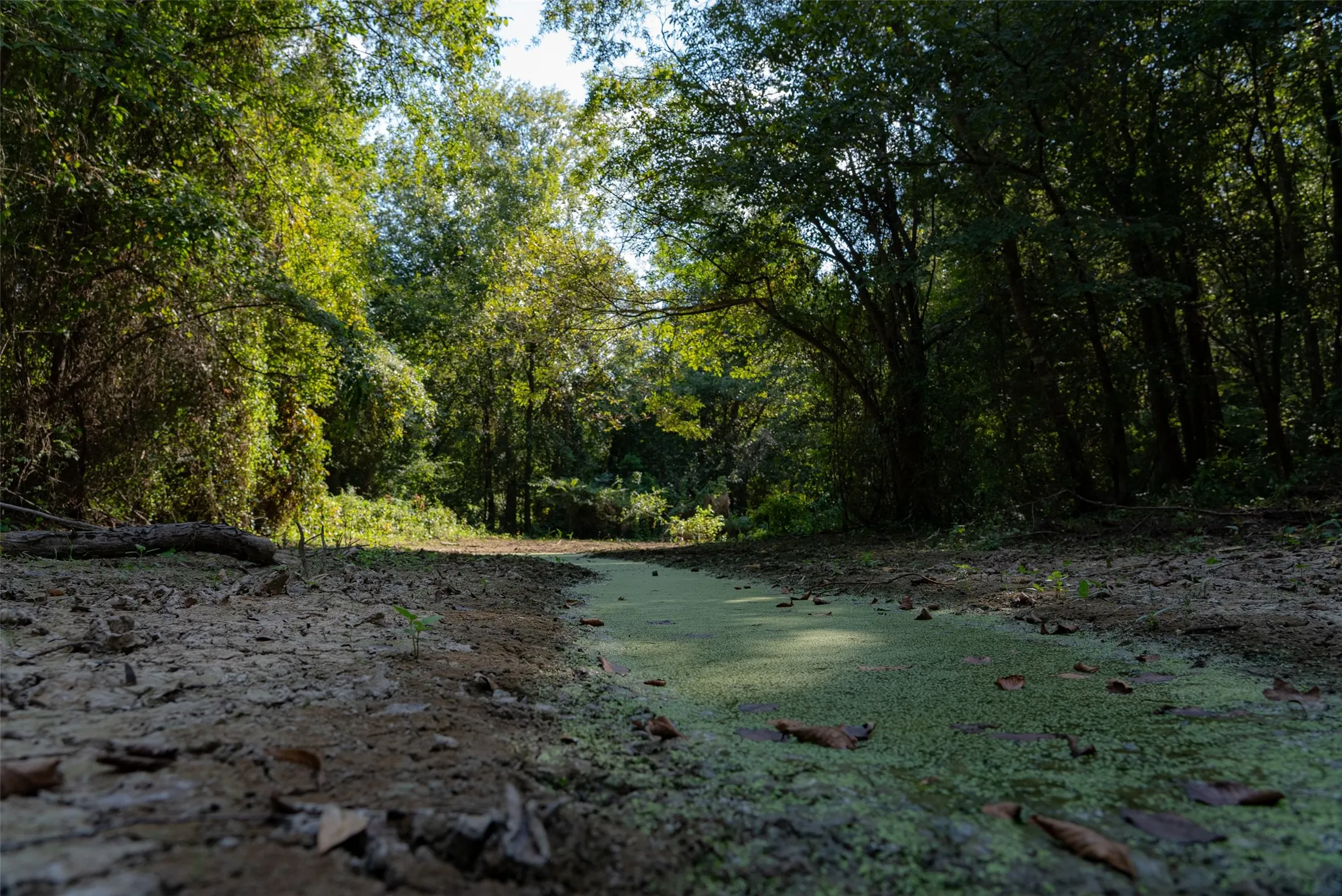 Unimproved Land For Sale in Henderson County , 0 Cr-3516, Brownsboro, Texas 75756, 0, 0, Garage spaces, 0 Sqft, built in 0, mls#21376763, Real Estate Agent in Brownsboro, Homes For Sale in Henderson county, Homes For Sale in Brownsboro, Realtor in Brownsboro Texas, Real Estate Brokerage Independent Realty Texas, Luminita Cordes Realtor