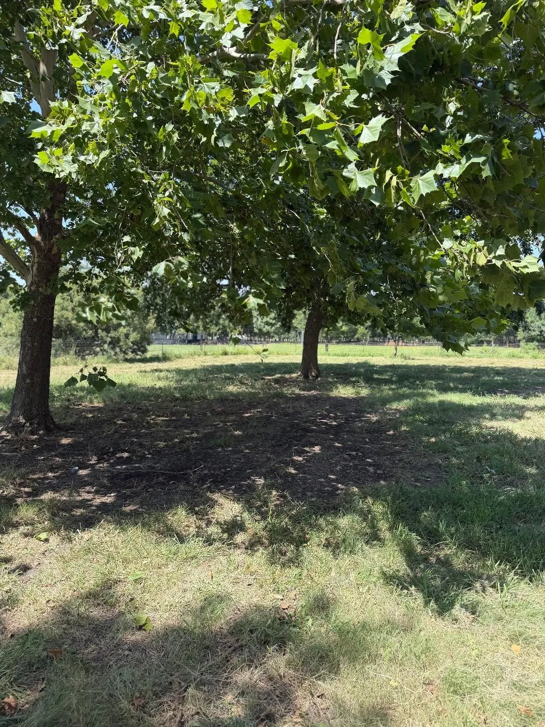 Manufactured Home For Sale in Fannin County , 14050 S State Highway 78, Leonard, Texas 75452, 4 Bedroom, 3 Bathroom, Garage spaces, 2,280 Sqft, built in 2003, mls#21376810, Real Estate Agent in Leonard, Homes For Sale in Fannin county, Homes For Sale in Leonard, Realtor in Leonard Texas, Real Estate Brokerage Independent Realty Texas, Luminita Cordes Realtor