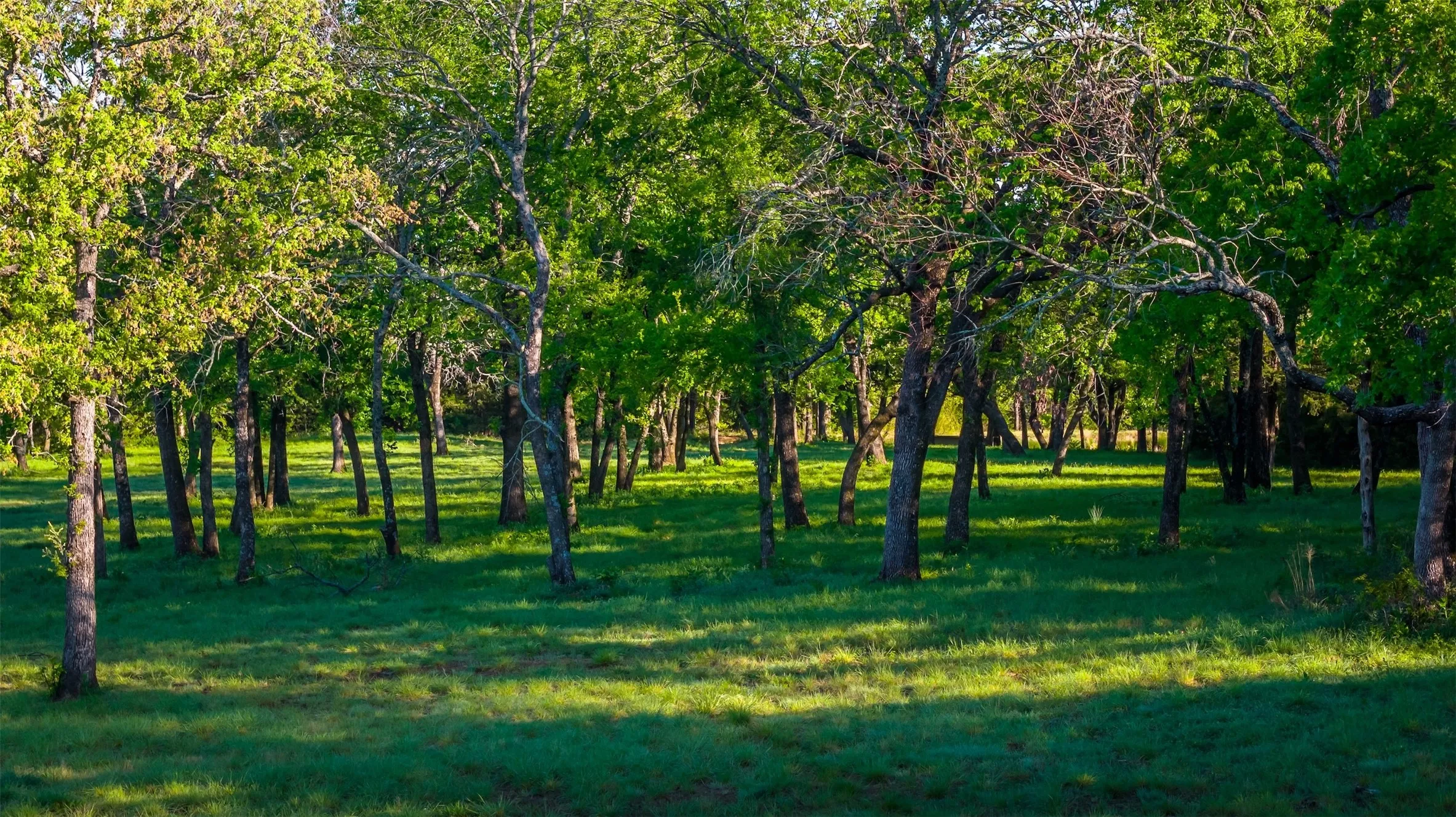 Farm For Sale in Grayson County , 1838 Liberty Road, Gordonville, Texas 76245, 4 Bedroom, 4 Bathroom, Garage spaces, 2,411 Sqft, built in 2003, mls#21376755, Real Estate Agent in Gordonville, Homes For Sale in Grayson county, Homes For Sale in Gordonville, Realtor in Gordonville Texas, Real Estate Brokerage Independent Realty Texas, Luminita Cordes Realtor