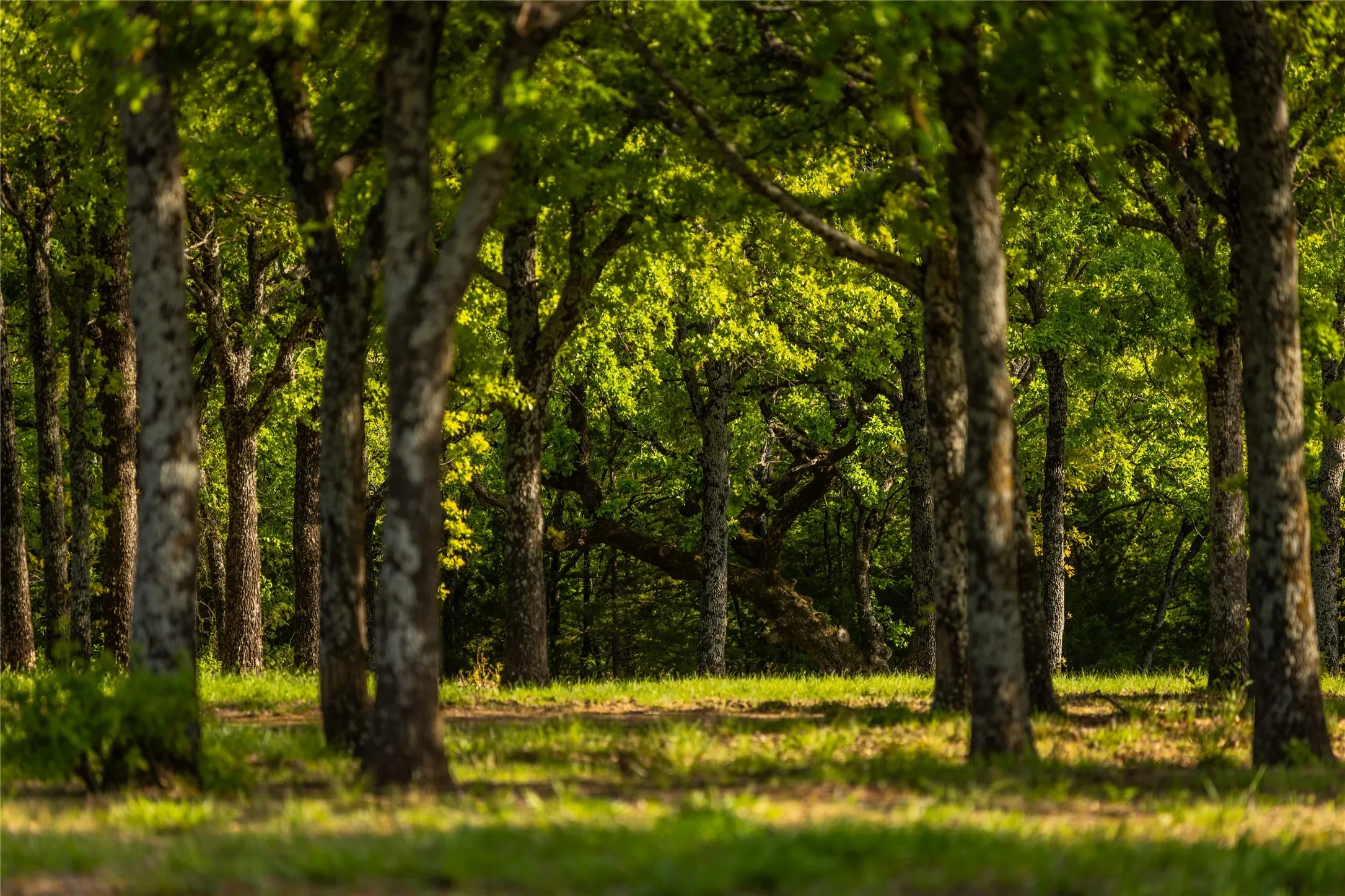 Farm For Sale in Grayson County , 1838 Liberty Road, Gordonville, Texas 76245, 4 Bedroom, 4 Bathroom, Garage spaces, 2,411 Sqft, built in 2003, mls#21376755, Real Estate Agent in Gordonville, Homes For Sale in Grayson county, Homes For Sale in Gordonville, Realtor in Gordonville Texas, Real Estate Brokerage Independent Realty Texas, Luminita Cordes Realtor