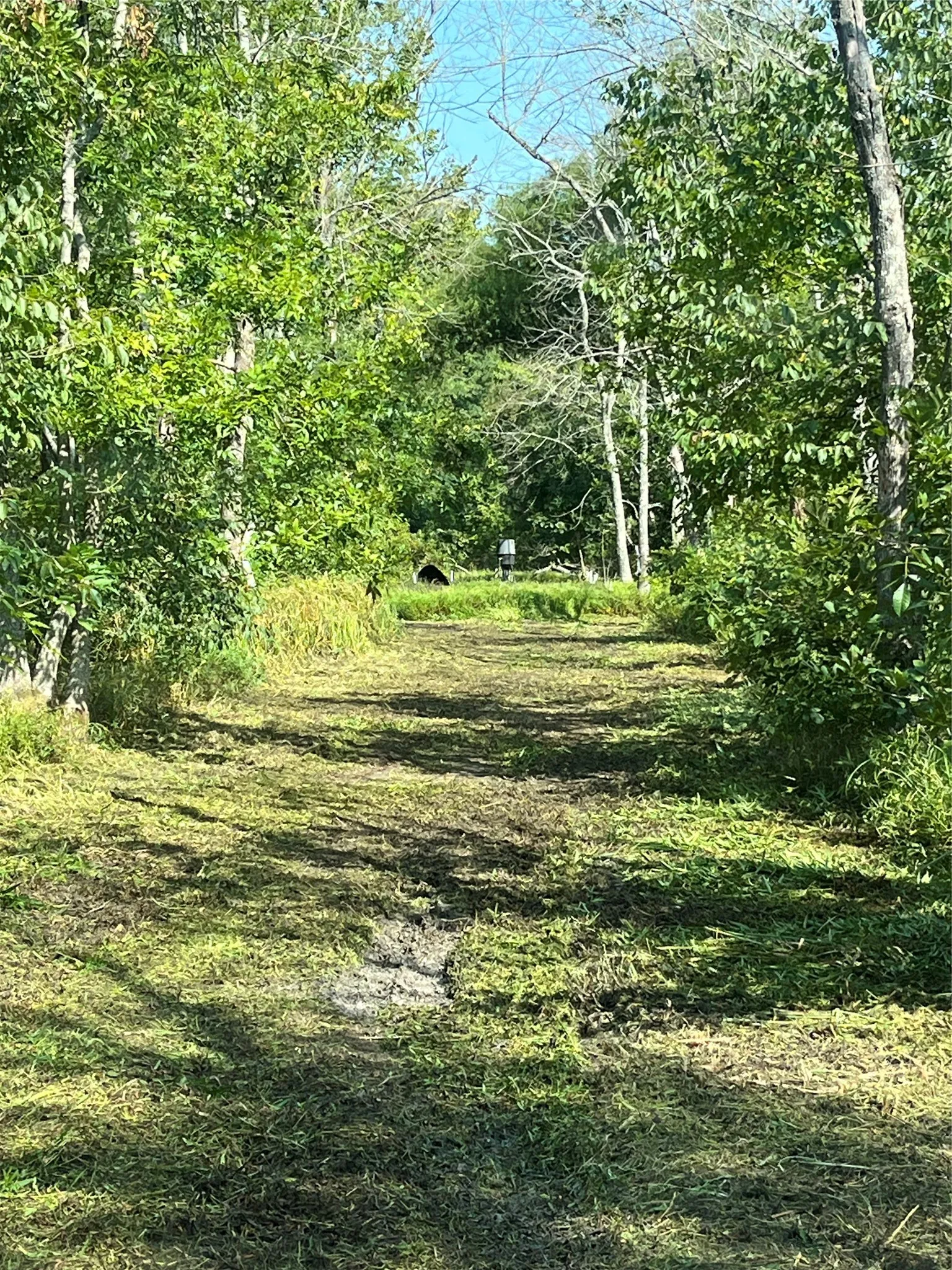 Unimproved Land For Sale in Red River (TX) County , 0000 CR 2374, Detroit, Texas 75436, 0, 0, Garage spaces, 0 Sqft, built in 0, mls#21324891, Real Estate Agent in Detroit, Homes For Sale in Red River (TX) county, Homes For Sale in Detroit, Realtor in Detroit Texas, Real Estate Brokerage Independent Realty Texas, Luminita Cordes Realtor