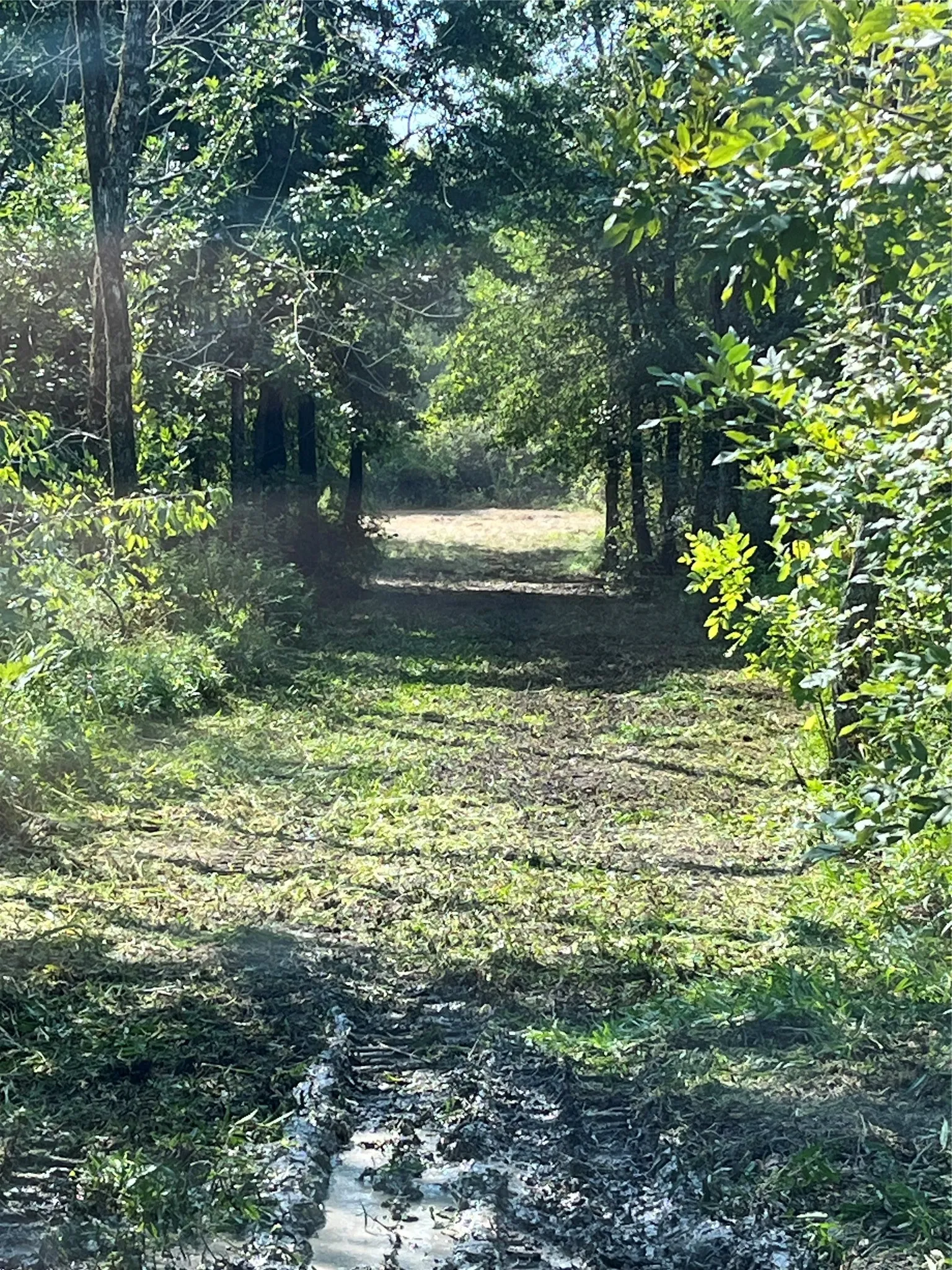 Unimproved Land For Sale in Red River (TX) County , 0000 CR 2374, Detroit, Texas 75436, 0, 0, Garage spaces, 0 Sqft, built in 0, mls#21324891, Real Estate Agent in Detroit, Homes For Sale in Red River (TX) county, Homes For Sale in Detroit, Realtor in Detroit Texas, Real Estate Brokerage Independent Realty Texas, Luminita Cordes Realtor