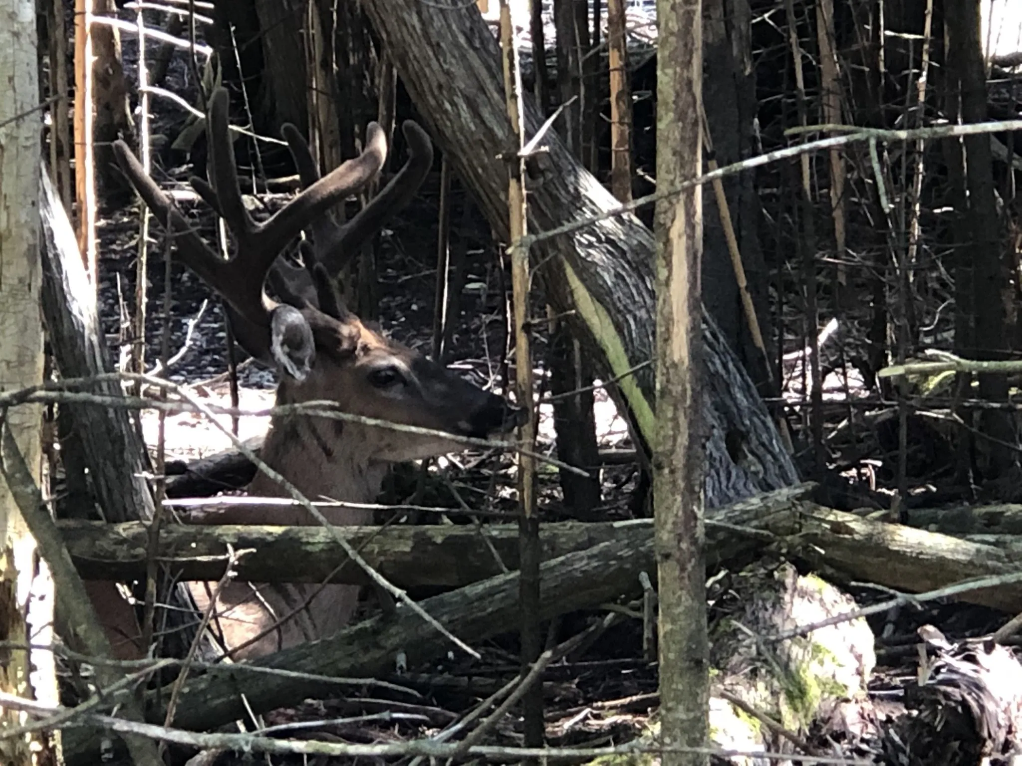 Unimproved Land For Sale in Red River (TX) County , 0000 CR 2374, Detroit, Texas 75436, 0, 0, Garage spaces, 0 Sqft, built in 0, mls#21324891, Real Estate Agent in Detroit, Homes For Sale in Red River (TX) county, Homes For Sale in Detroit, Realtor in Detroit Texas, Real Estate Brokerage Independent Realty Texas, Luminita Cordes Realtor