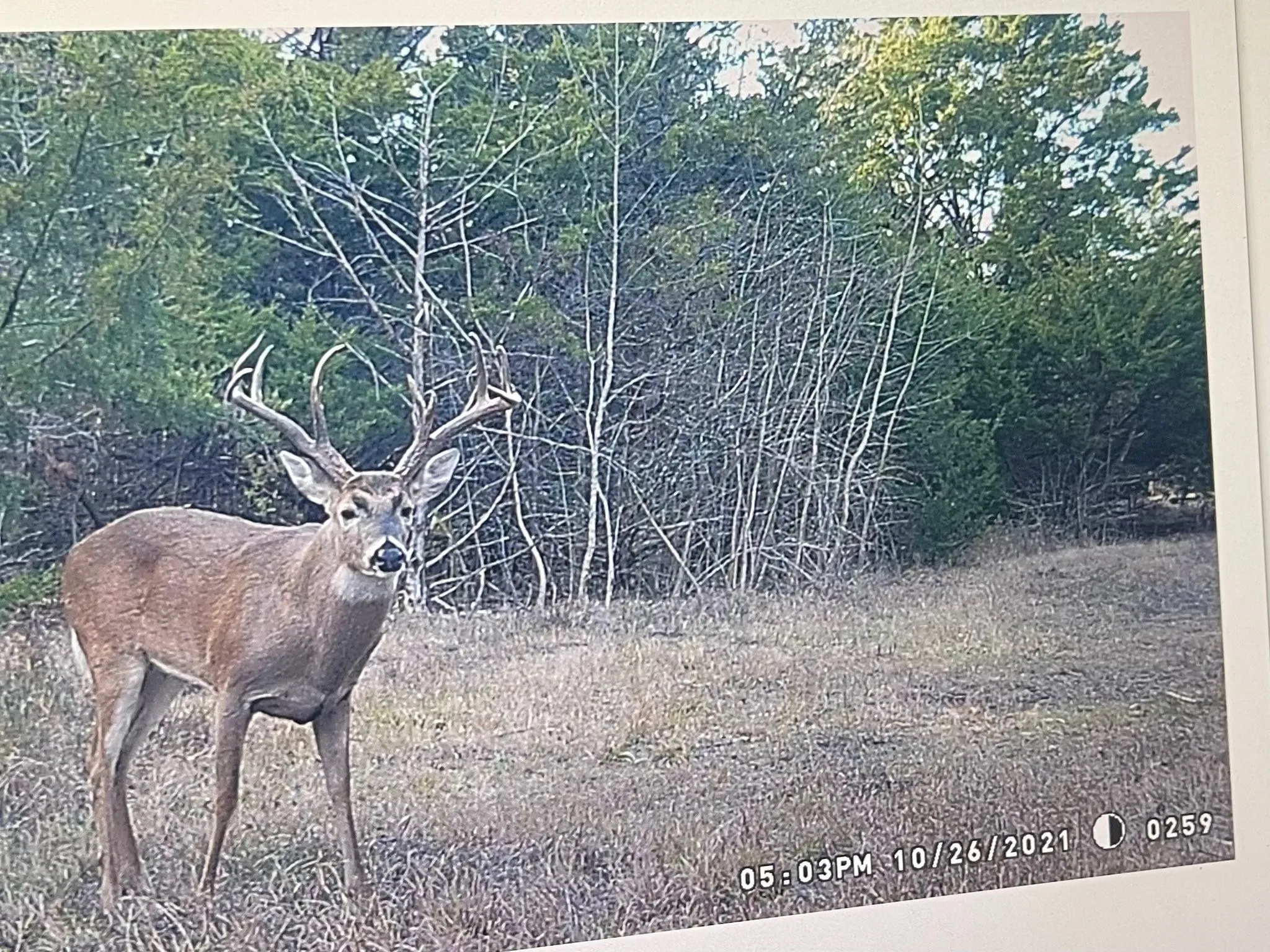 Unimproved Land For Sale in Red River (TX) County , 0000 CR 2374, Detroit, Texas 75436, 0, 0, Garage spaces, 0 Sqft, built in 0, mls#21324891, Real Estate Agent in Detroit, Homes For Sale in Red River (TX) county, Homes For Sale in Detroit, Realtor in Detroit Texas, Real Estate Brokerage Independent Realty Texas, Luminita Cordes Realtor
