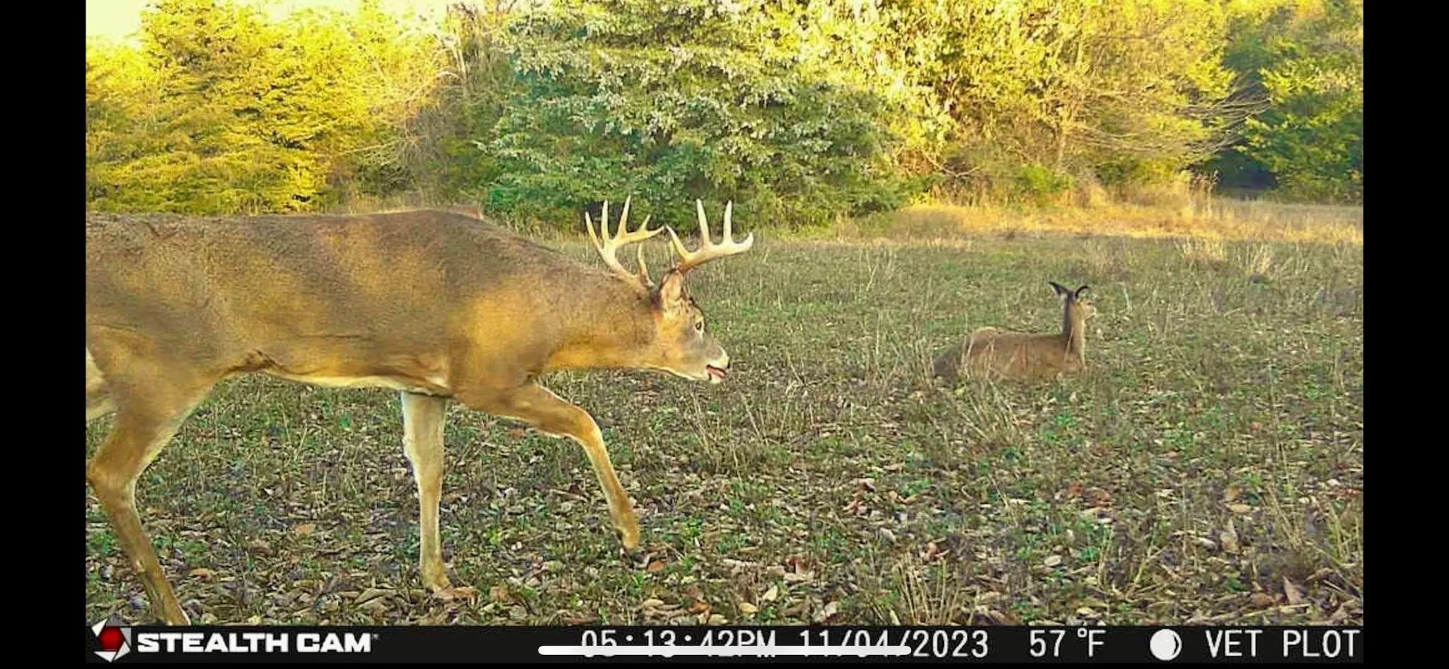 Unimproved Land For Sale in Red River (TX) County , 0000 CR 2374, Detroit, Texas 75436, 0, 0, Garage spaces, 0 Sqft, built in 0, mls#21324891, Real Estate Agent in Detroit, Homes For Sale in Red River (TX) county, Homes For Sale in Detroit, Realtor in Detroit Texas, Real Estate Brokerage Independent Realty Texas, Luminita Cordes Realtor