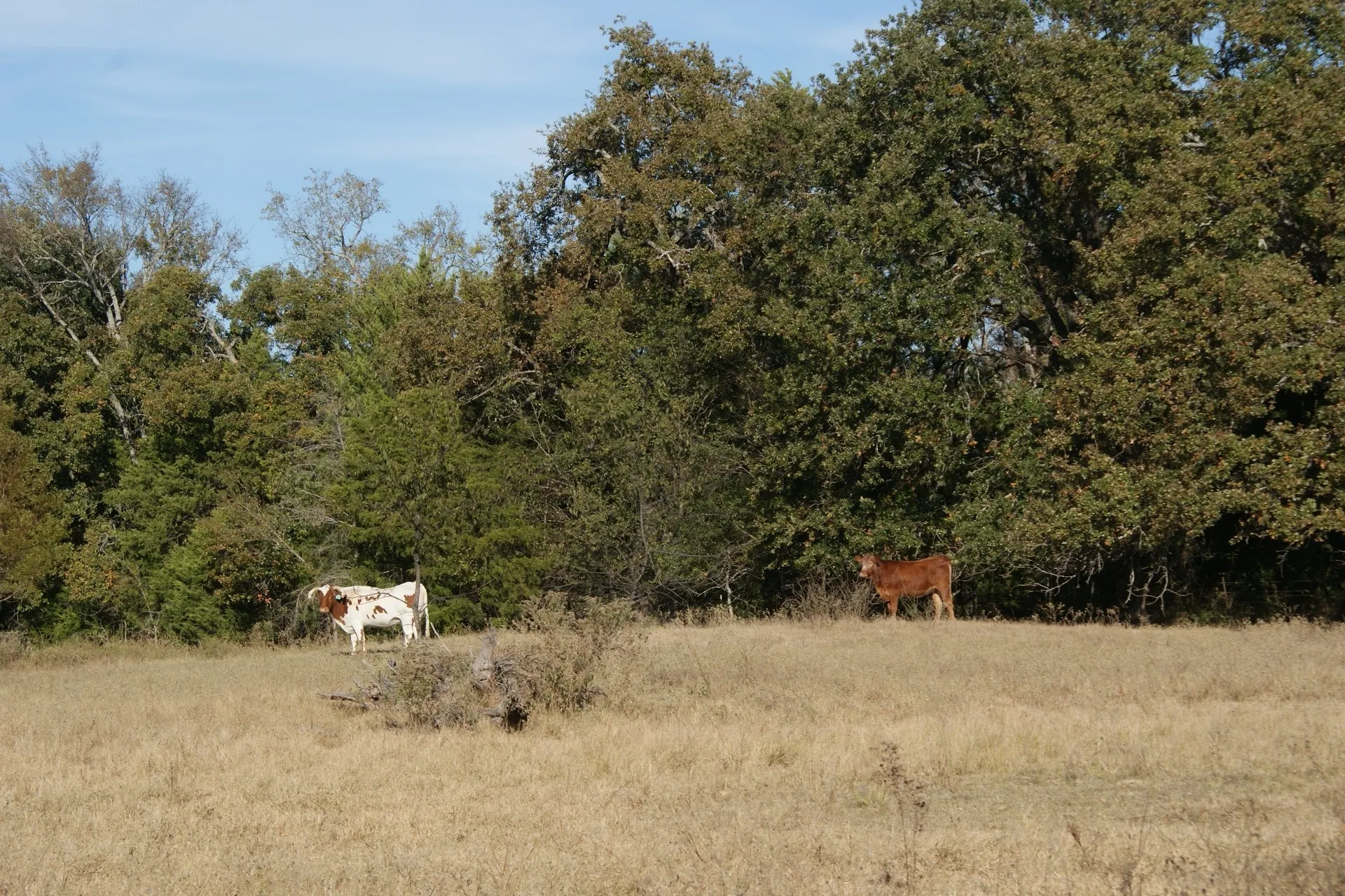 Pasture