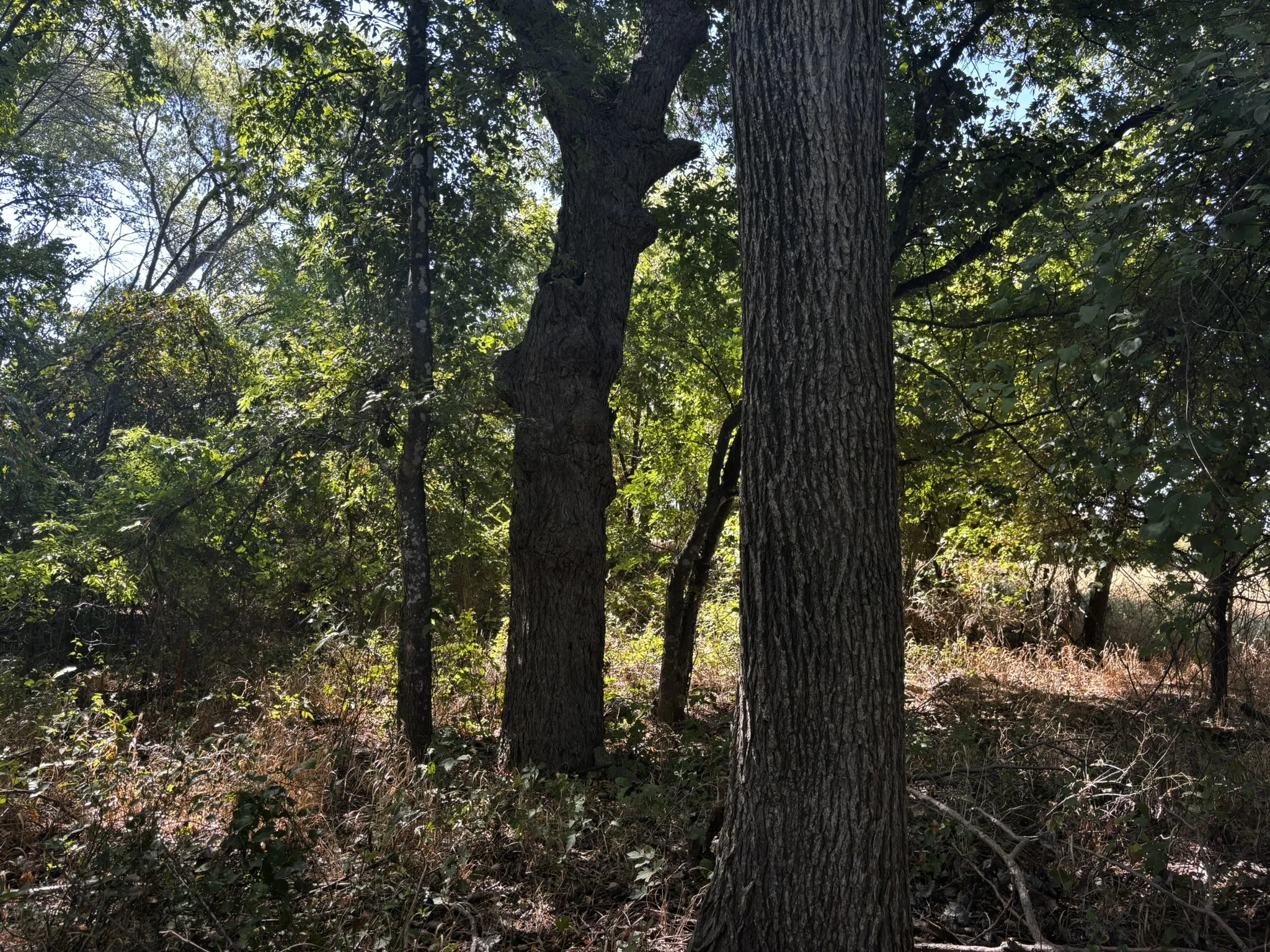 Unimproved Land For Sale in Denton County , 0 Sam Bass Road, Sanger, Texas 76266, 0, 0, Garage spaces, 0 Sqft, built in 0, mls#21376580, Real Estate Agent in Sanger, Homes For Sale in Denton county, Homes For Sale in Sanger, Realtor in Sanger Texas, Real Estate Brokerage Independent Realty Texas, Luminita Cordes Realtor