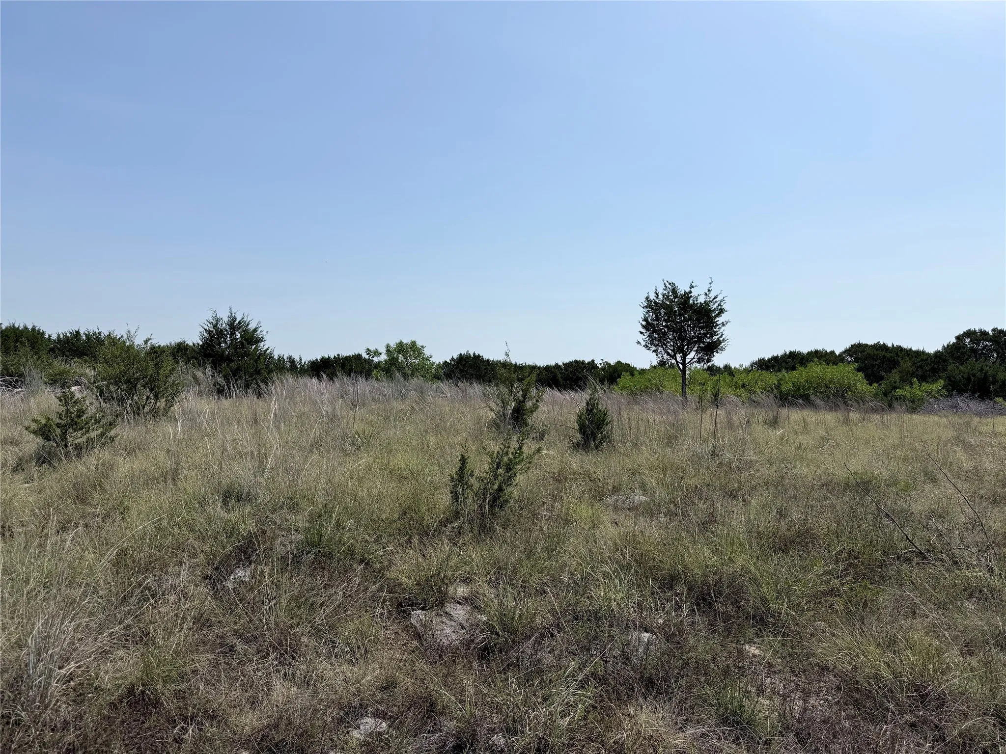 Expansive natural landscape with varied grasses and scattered small trees