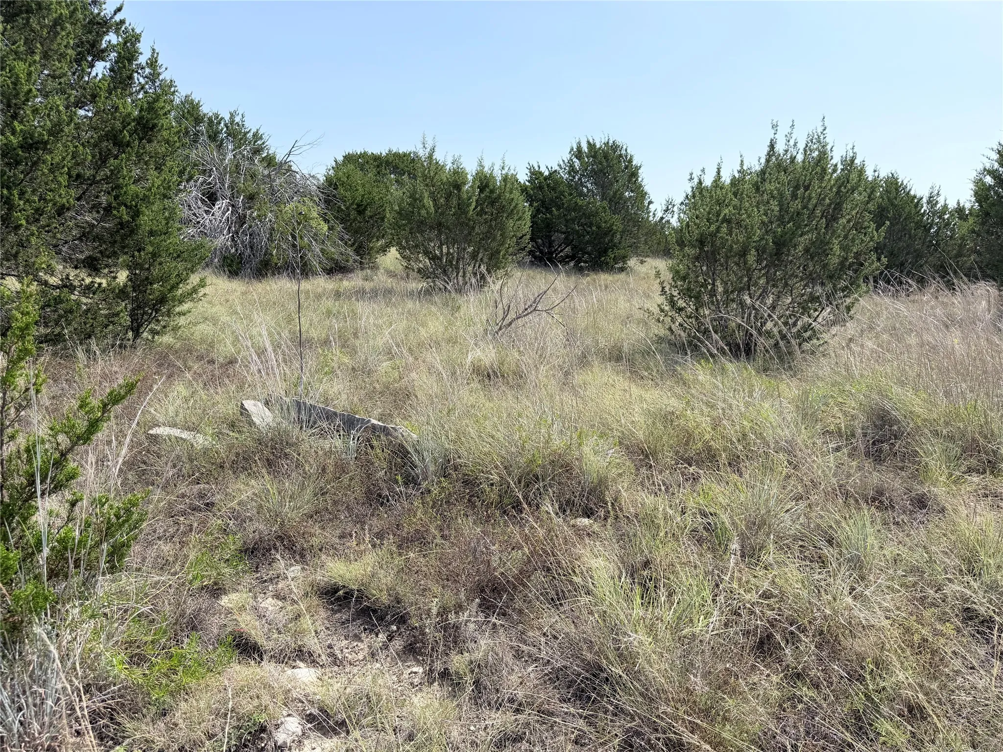 Expansive natural landscape featuring scattered evergreen trees and native grasses
