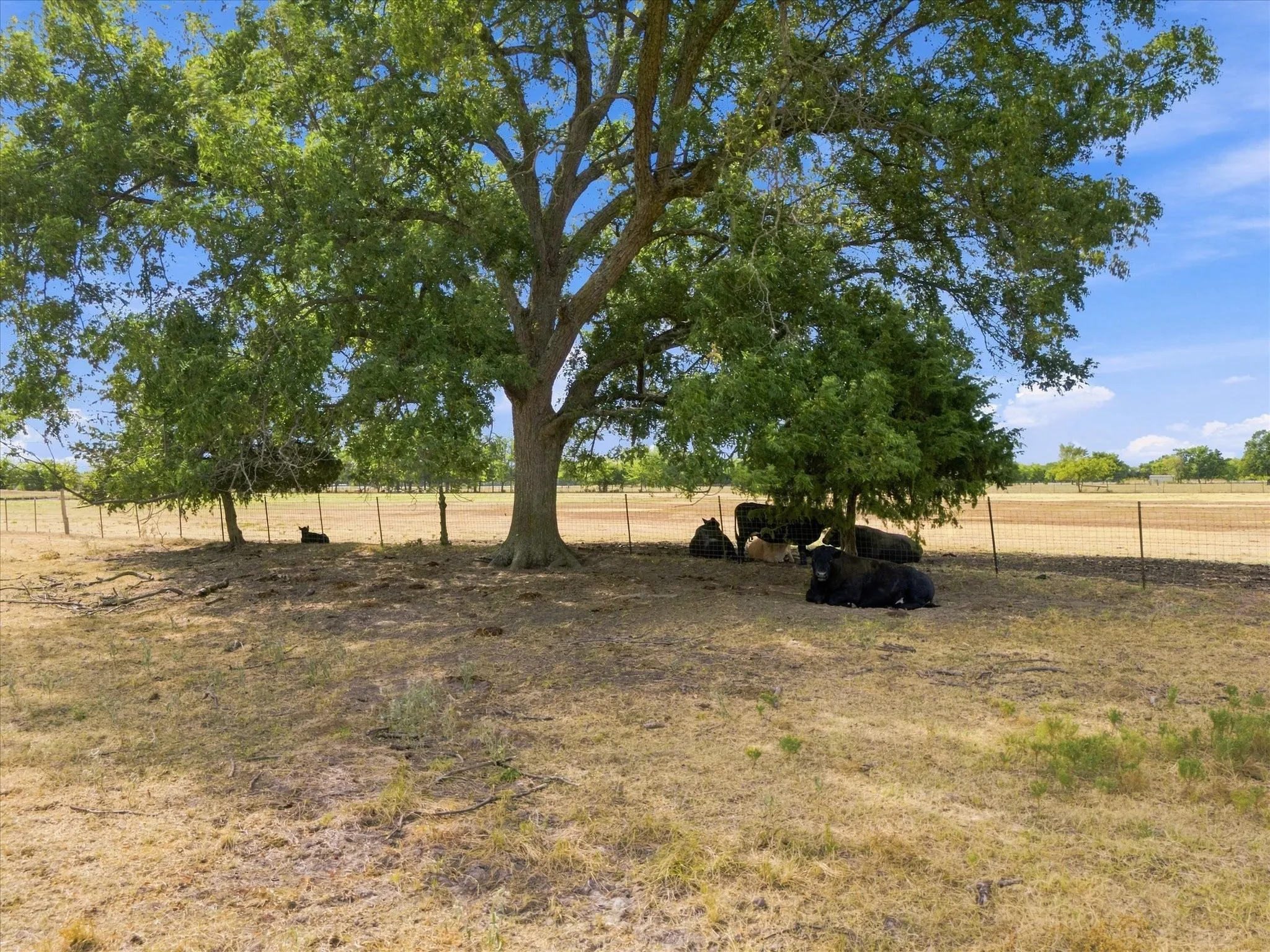 Unimproved Land For Sale in Delta County , 431 Fm 71, Commerce, Texas 75428, 0, 0, Garage spaces, 0 Sqft, built in 0, mls#21377733, Real Estate Agent in Commerce, Homes For Sale in Delta county, Homes For Sale in Commerce, Realtor in Commerce Texas, Real Estate Brokerage Independent Realty Texas, Luminita Cordes Realtor