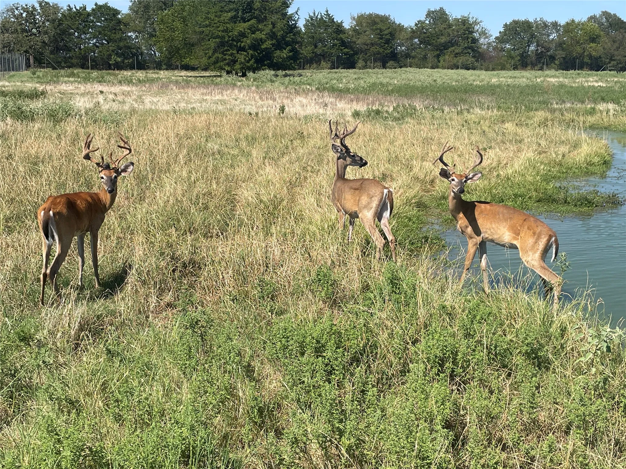 Farm For Sale in Freestone County , TBD Fcr 920, Mexia, Texas 76667, 4 Bedroom, 4 Bathroom, Garage spaces, 2,400 Sqft, built in 2016, mls#21377922, Real Estate Agent in Mexia, Homes For Sale in Freestone county, Homes For Sale in Mexia, Realtor in Mexia Texas, Real Estate Brokerage Independent Realty Texas, Luminita Cordes Realtor