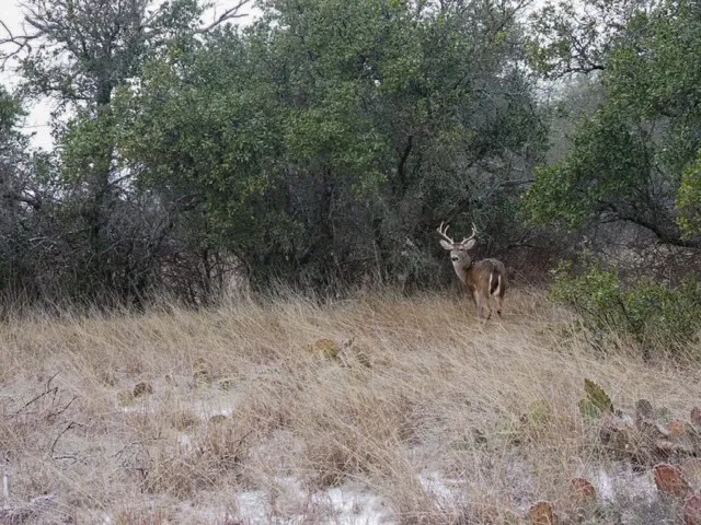 Ranch For Sale in Comanche County , 1282 CR 461, Gorman, Texas 76454, 0, 0, Garage spaces, 0 Sqft, built in 0, mls#21378044, Real Estate Agent in Gorman, Homes For Sale in Comanche county, Homes For Sale in Gorman, Realtor in Gorman Texas, Real Estate Brokerage Independent Realty Texas, Luminita Cordes Realtor