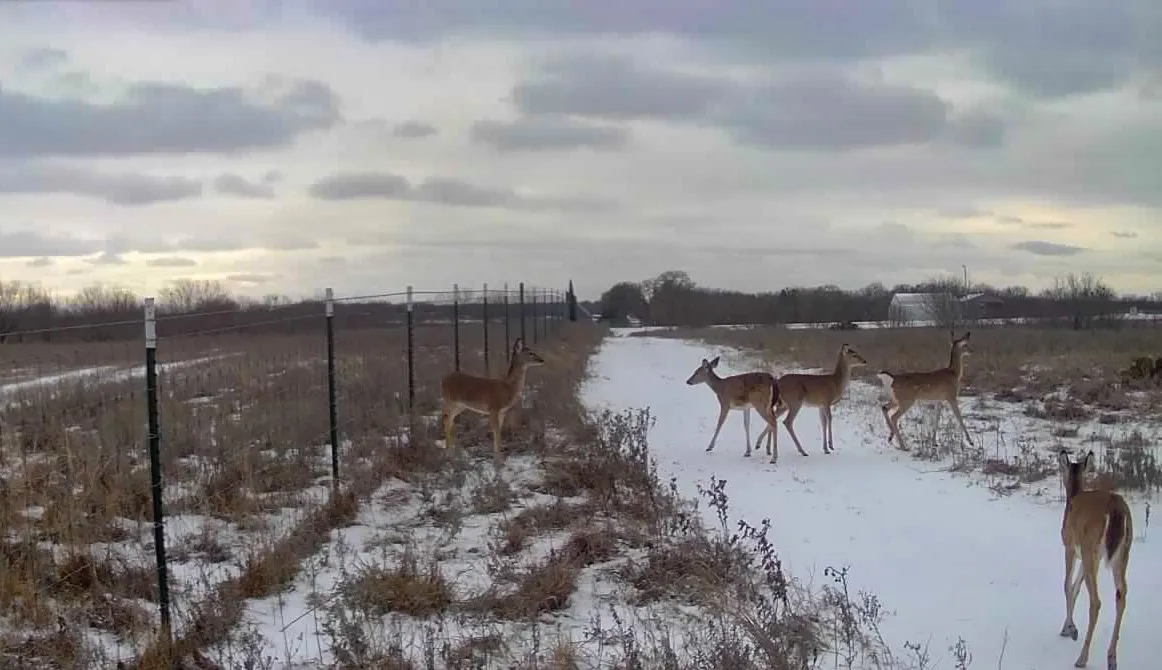 Ranch For Sale in Comanche County , 1282 CR 461, Gorman, Texas 76454, 0, 0, Garage spaces, 0 Sqft, built in 0, mls#21378044, Real Estate Agent in Gorman, Homes For Sale in Comanche county, Homes For Sale in Gorman, Realtor in Gorman Texas, Real Estate Brokerage Independent Realty Texas, Luminita Cordes Realtor