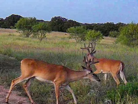 Ranch For Sale in Comanche County , 1282 CR 461, Gorman, Texas 76454, 0, 0, Garage spaces, 0 Sqft, built in 0, mls#21378044, Real Estate Agent in Gorman, Homes For Sale in Comanche county, Homes For Sale in Gorman, Realtor in Gorman Texas, Real Estate Brokerage Independent Realty Texas, Luminita Cordes Realtor