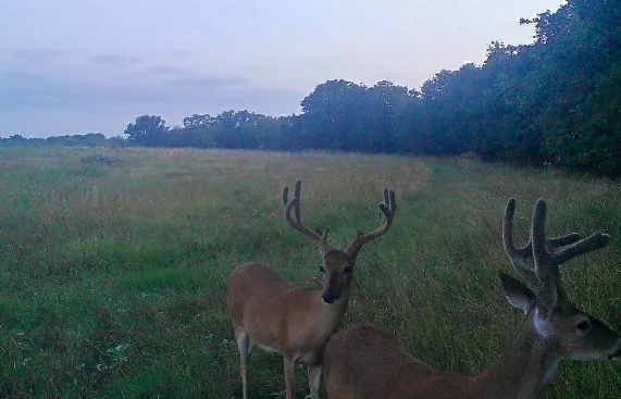 Ranch For Sale in Comanche County , 1282 CR 461, Gorman, Texas 76454, 0, 0, Garage spaces, 0 Sqft, built in 0, mls#21378044, Real Estate Agent in Gorman, Homes For Sale in Comanche county, Homes For Sale in Gorman, Realtor in Gorman Texas, Real Estate Brokerage Independent Realty Texas, Luminita Cordes Realtor