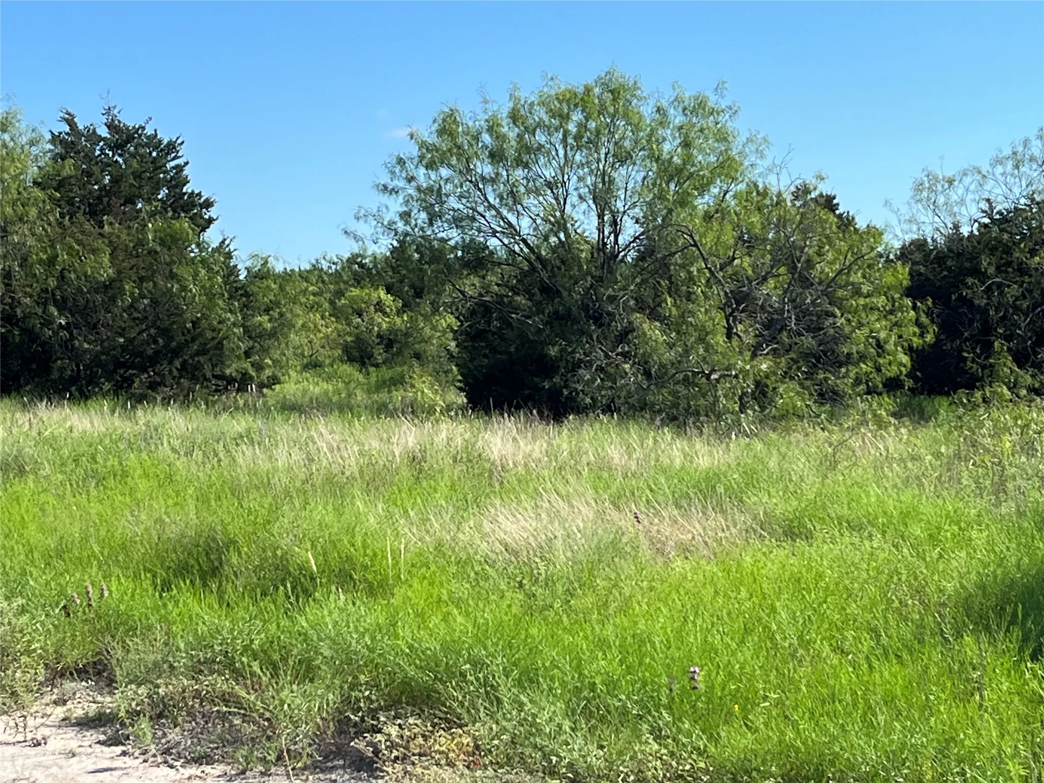 mature trees and natural landscaping