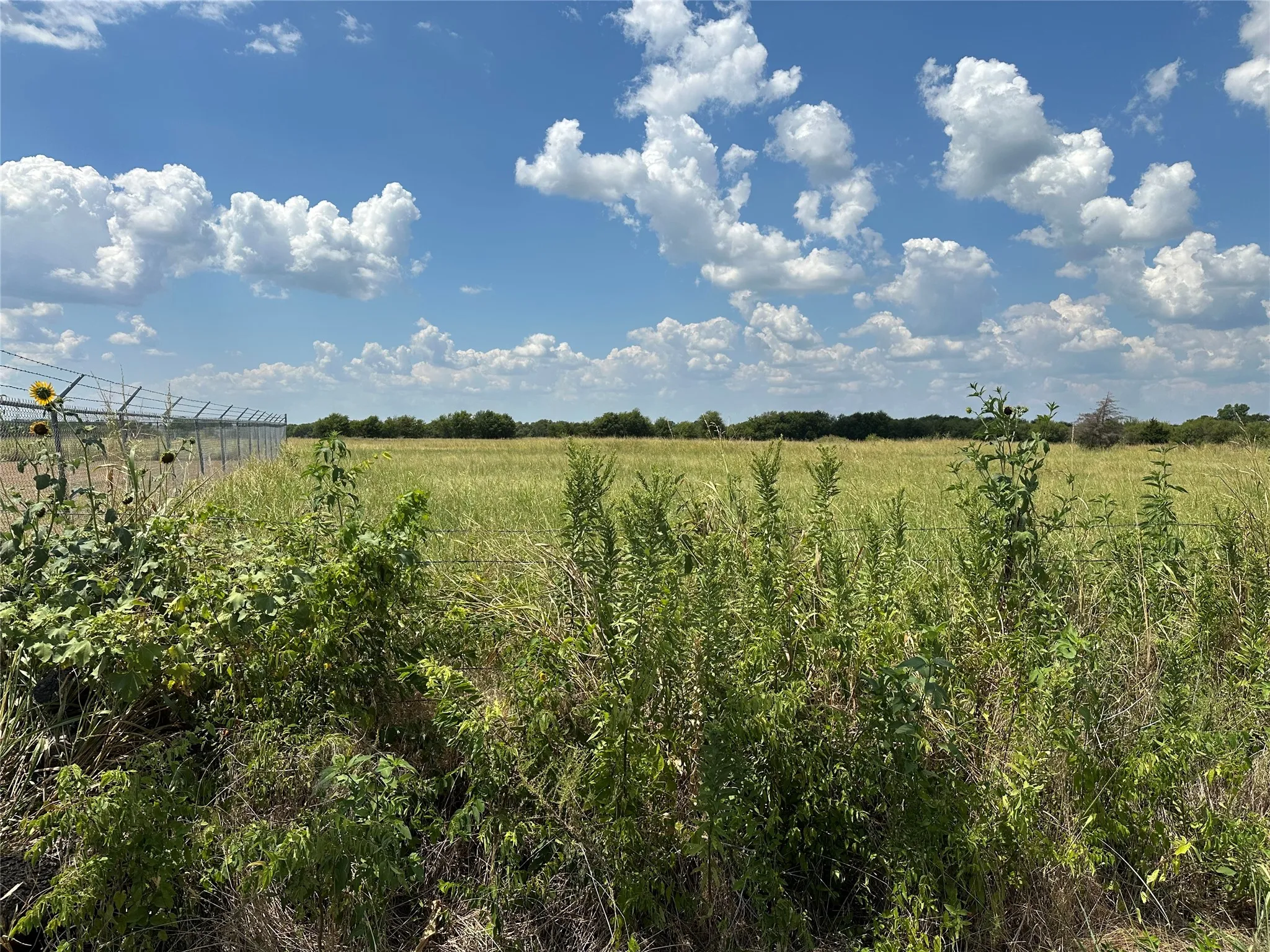 Expansive open field with natural vegetation and distant tree line