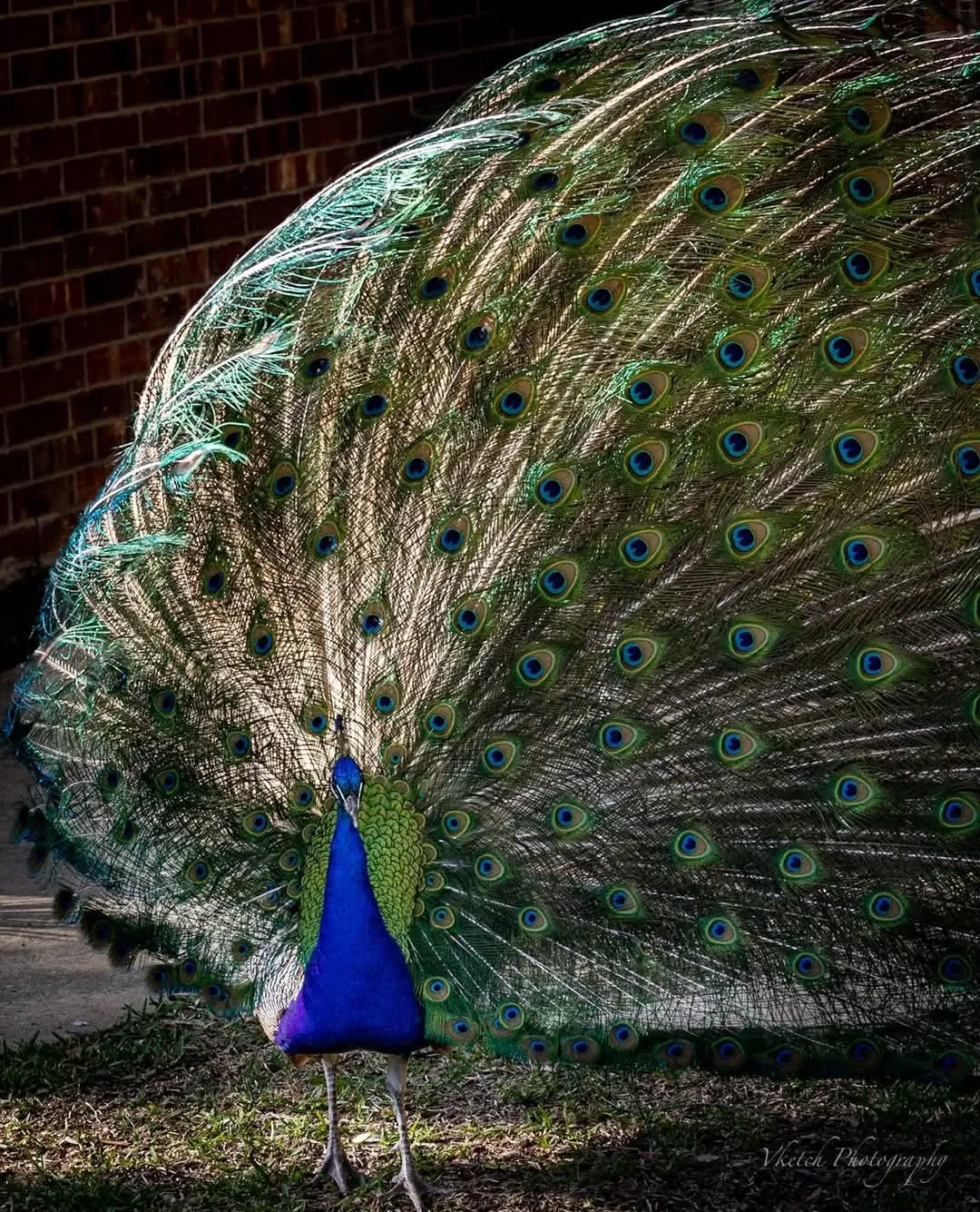 Beautiful Peacocks that live in the subdivision.