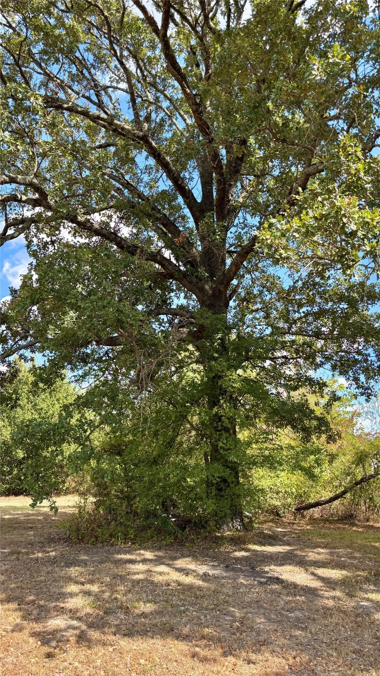 Unimproved Land For Sale in Wood County , 169 Navajo, Quitman, Texas 75783, 0, 0, Garage spaces, 0 Sqft, built in 0, mls#21374029, Real Estate Agent in Quitman, Homes For Sale in Wood county, Homes For Sale in Quitman, Realtor in Quitman Texas, Real Estate Brokerage Independent Realty Texas, Luminita Cordes Realtor
