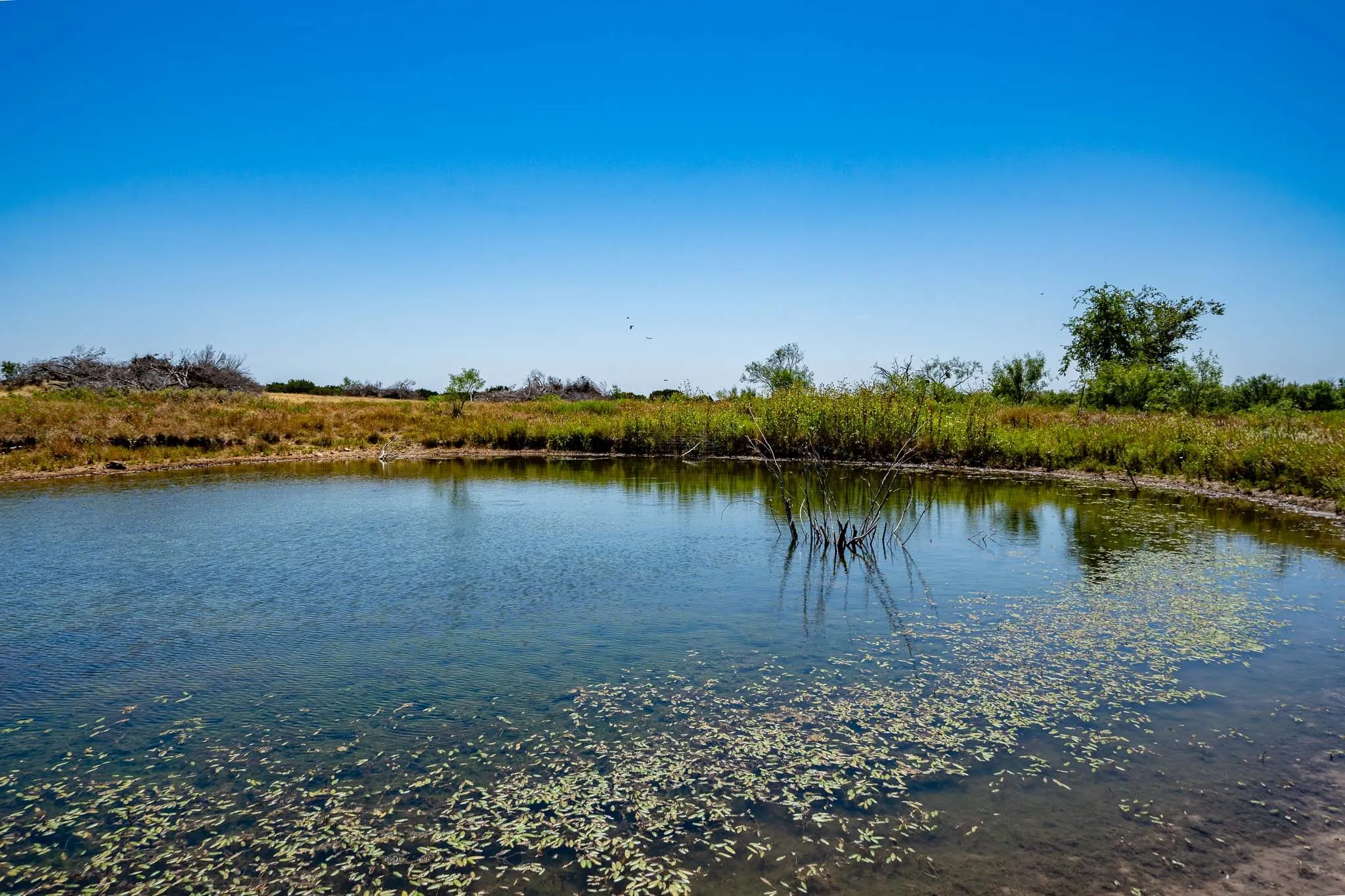 Ranch For Sale in Taylor County , 221 County Road 225, Wingate, Texas 79566, 0, 0, Garage spaces, 0 Sqft, built in 2000, mls#21378594, Real Estate Agent in Wingate, Homes For Sale in Taylor county, Homes For Sale in Wingate, Realtor in Wingate Texas, Real Estate Brokerage Independent Realty Texas, Luminita Cordes Realtor