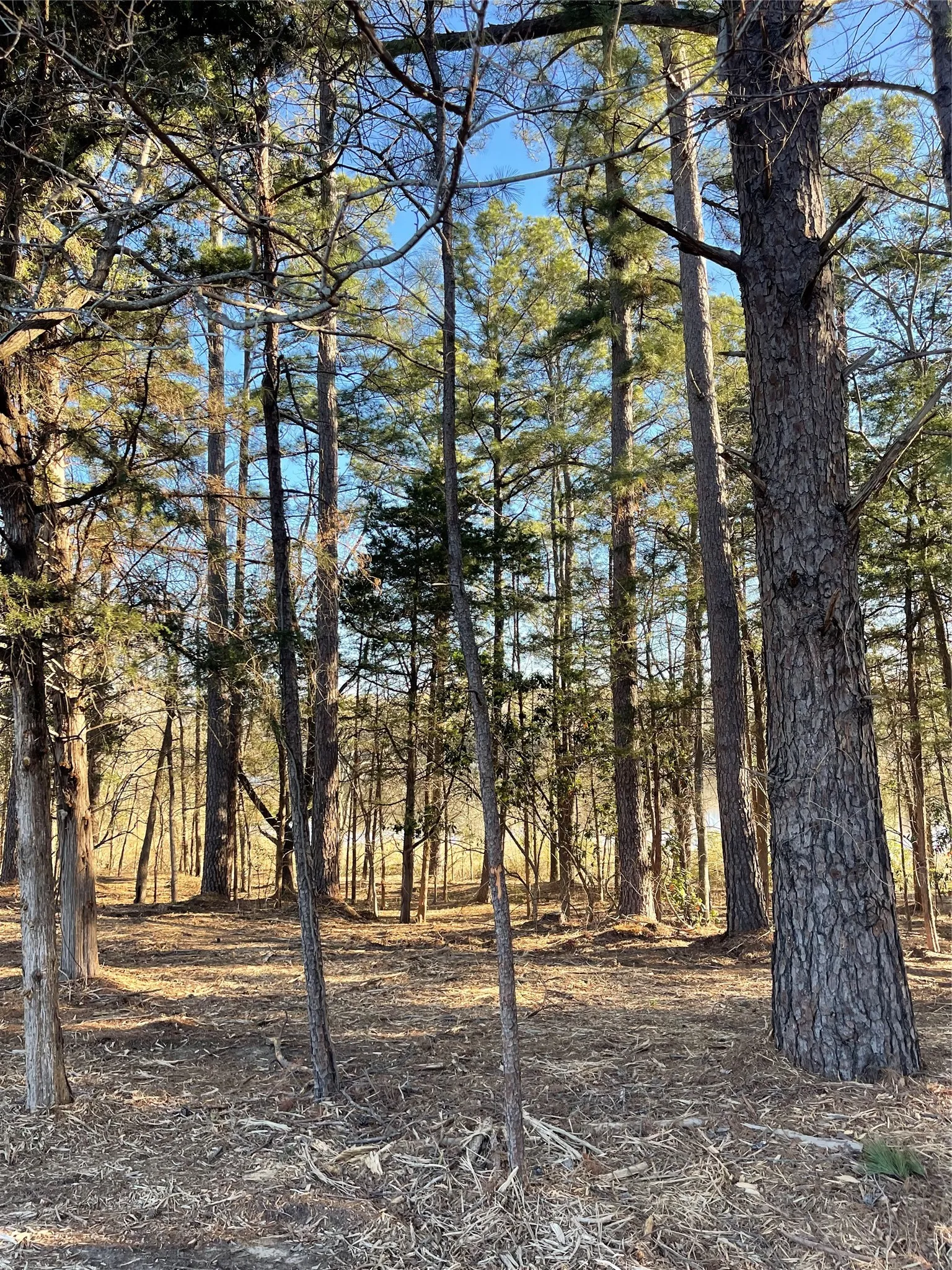 Improved Land For Sale in Wood County , TBD Lot 6 County Road 2200, Mineola, Texas 75773, 0, 0, Garage spaces, 0 Sqft, built in 0, mls#21342649, Real Estate Agent in Mineola, Homes For Sale in Wood county, Homes For Sale in Mineola, Realtor in Mineola Texas, Real Estate Brokerage Independent Realty Texas, Luminita Cordes Realtor