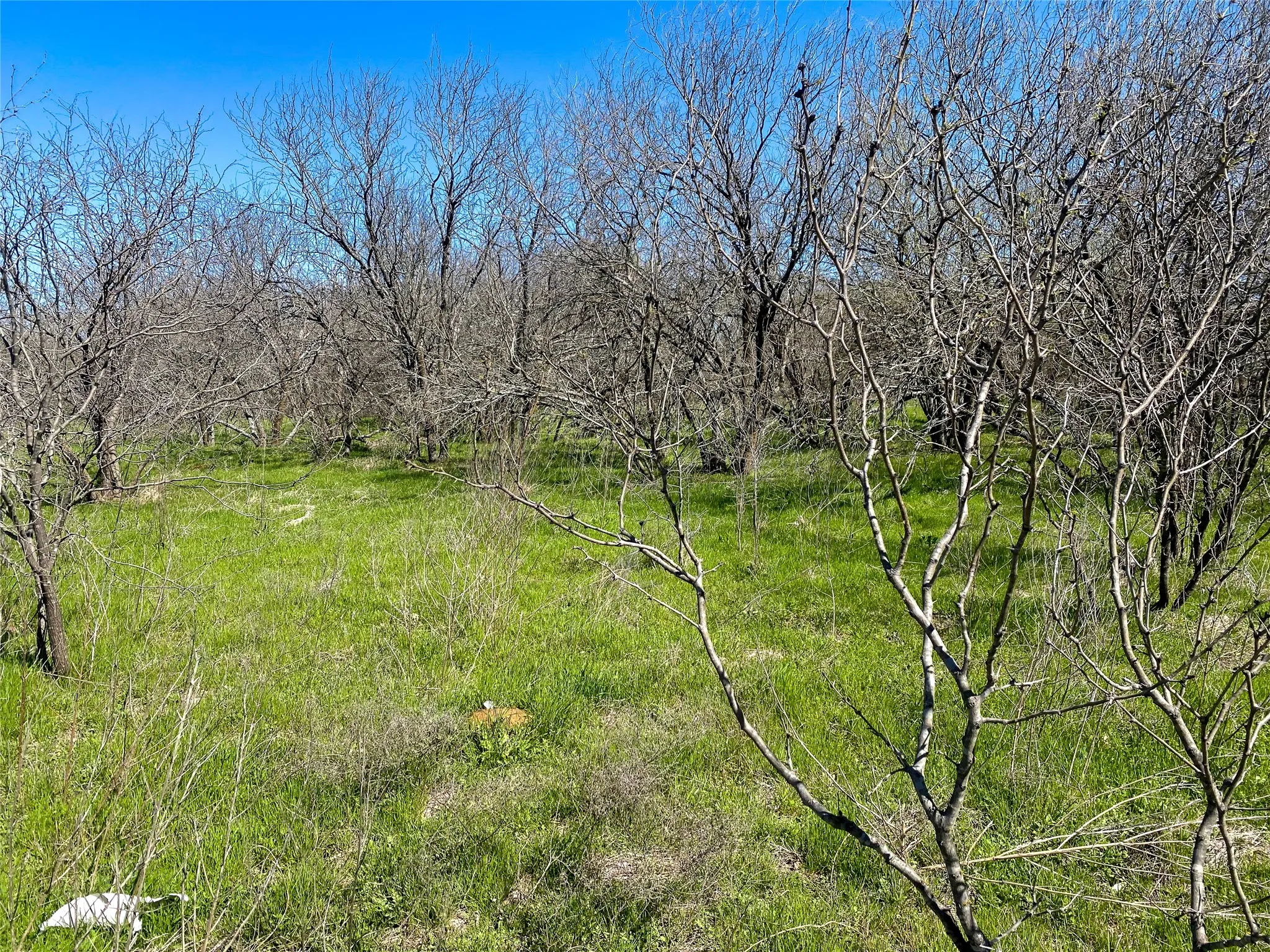 Unimproved Land For Sale in Johnson County , 1700 Don Lee Road, Joshua, Texas 76058, 0, 0, Garage spaces, 0 Sqft, built in 0, mls#21378920, Real Estate Agent in Joshua, Homes For Sale in Johnson county, Homes For Sale in Joshua, Realtor in Joshua Texas, Real Estate Brokerage Independent Realty Texas, Luminita Cordes Realtor