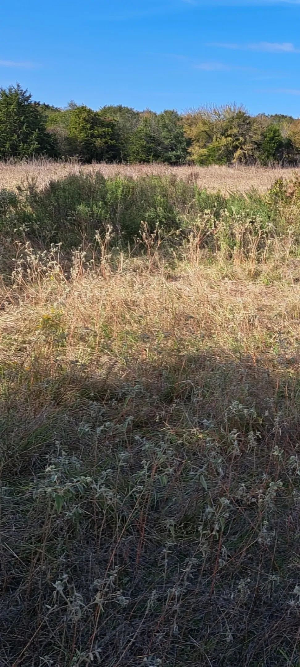 Unimproved Land For Sale in Limestone County , 572 LCR 424, Groesbeck, Texas 76642, 0, 0, Garage spaces, 0 Sqft, built in 0, mls#21378931, Real Estate Agent in Groesbeck, Homes For Sale in Limestone county, Homes For Sale in Groesbeck, Realtor in Groesbeck Texas, Real Estate Brokerage Independent Realty Texas, Luminita Cordes Realtor