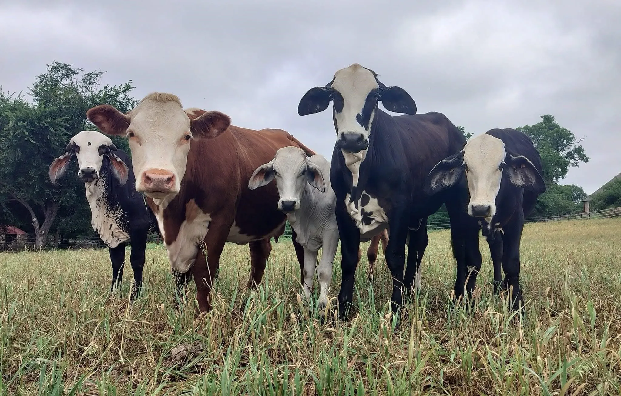 Unimproved Land For Sale in Tarrant County , TBD # 12 Briar Road, Azle, Texas 76020, 0, 0, Garage spaces, 0 Sqft, built in 0, mls#21378701, Real Estate Agent in Azle, Homes For Sale in Tarrant county, Homes For Sale in Azle, Realtor in Azle Texas, Real Estate Brokerage Independent Realty Texas, Luminita Cordes Realtor