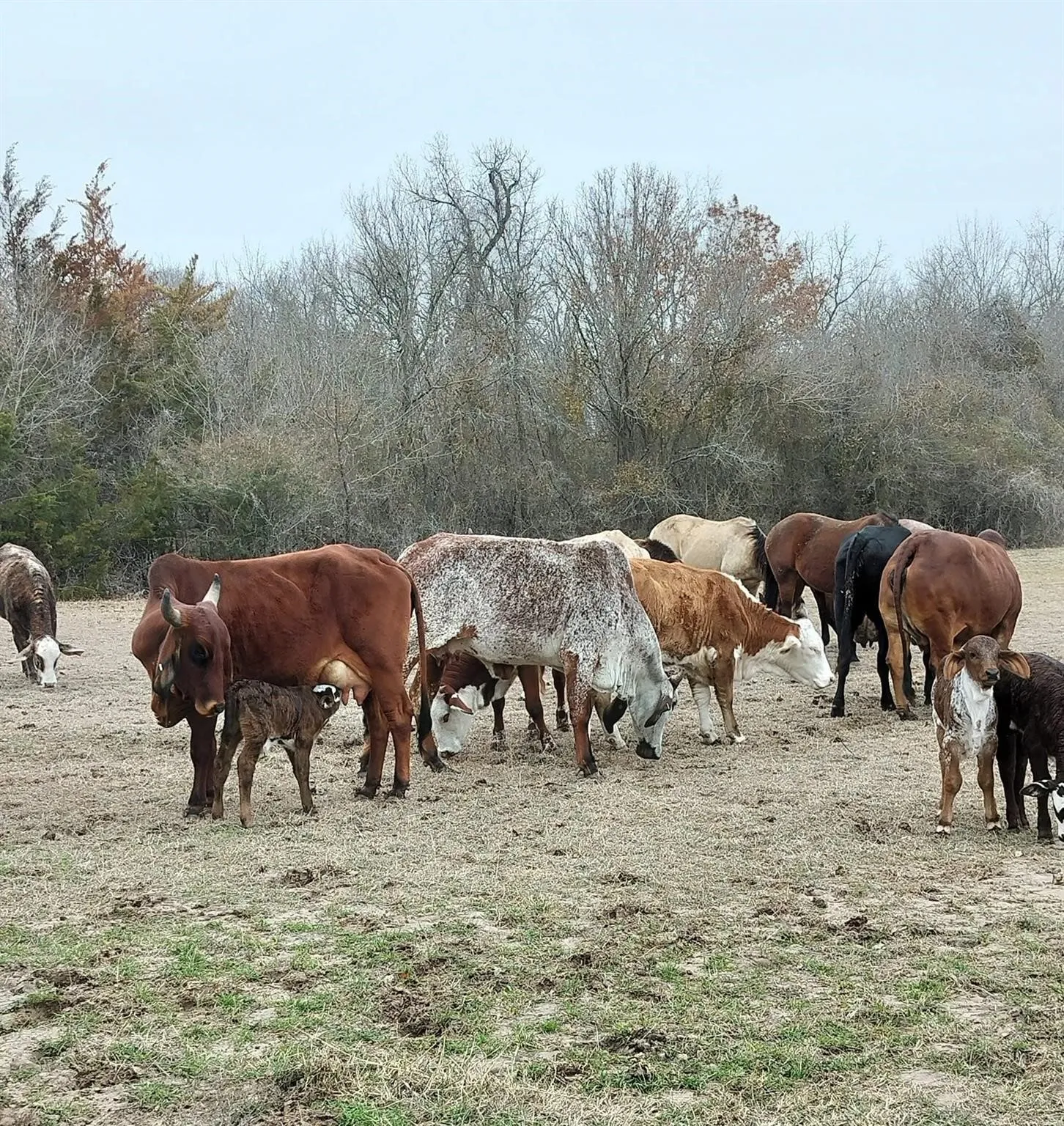 Unimproved Land For Sale in Tarrant County , TBD # 12 Briar Road, Azle, Texas 76020, 0, 0, Garage spaces, 0 Sqft, built in 0, mls#21378701, Real Estate Agent in Azle, Homes For Sale in Tarrant county, Homes For Sale in Azle, Realtor in Azle Texas, Real Estate Brokerage Independent Realty Texas, Luminita Cordes Realtor