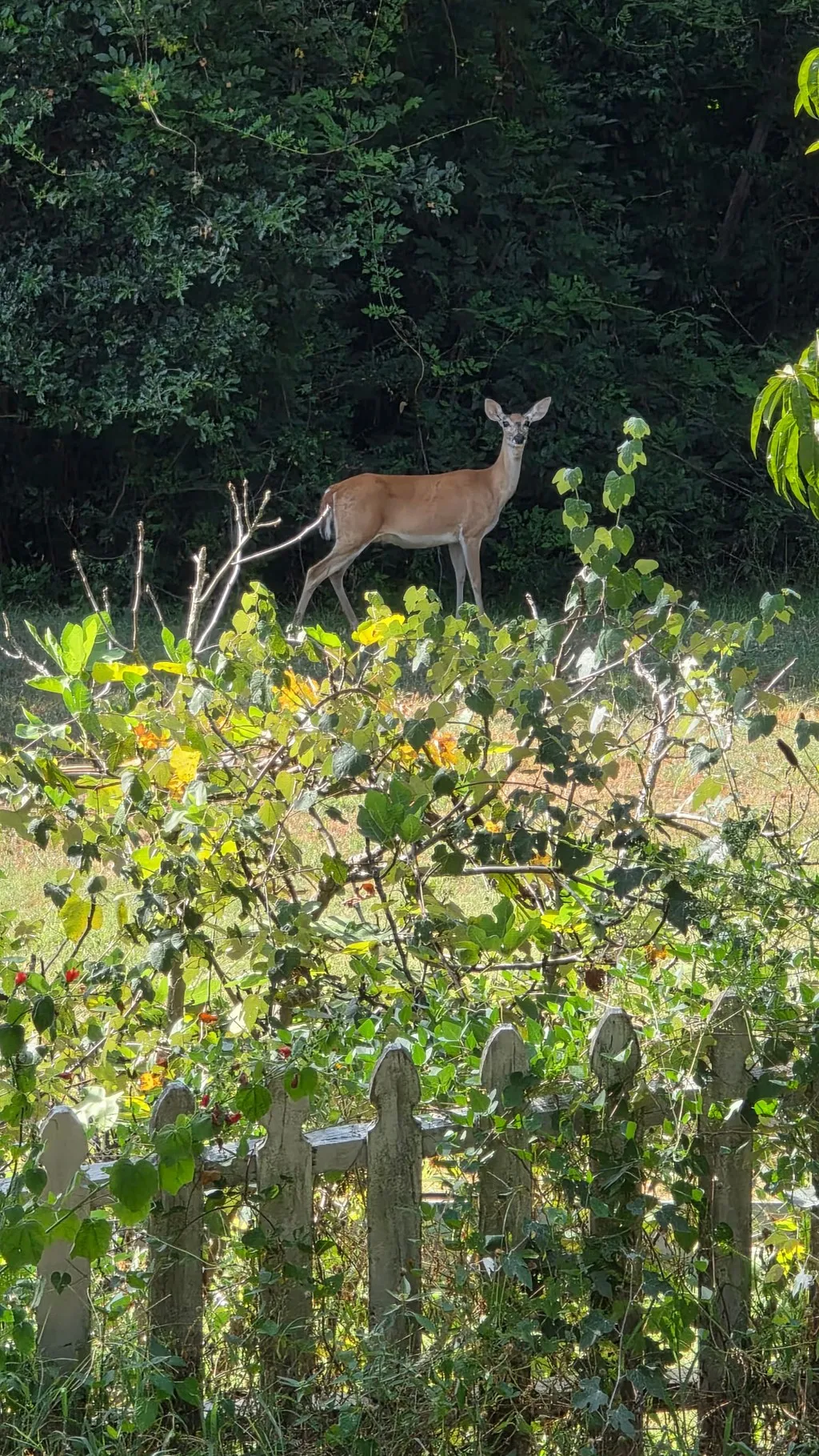 Deer In Backyard Area
