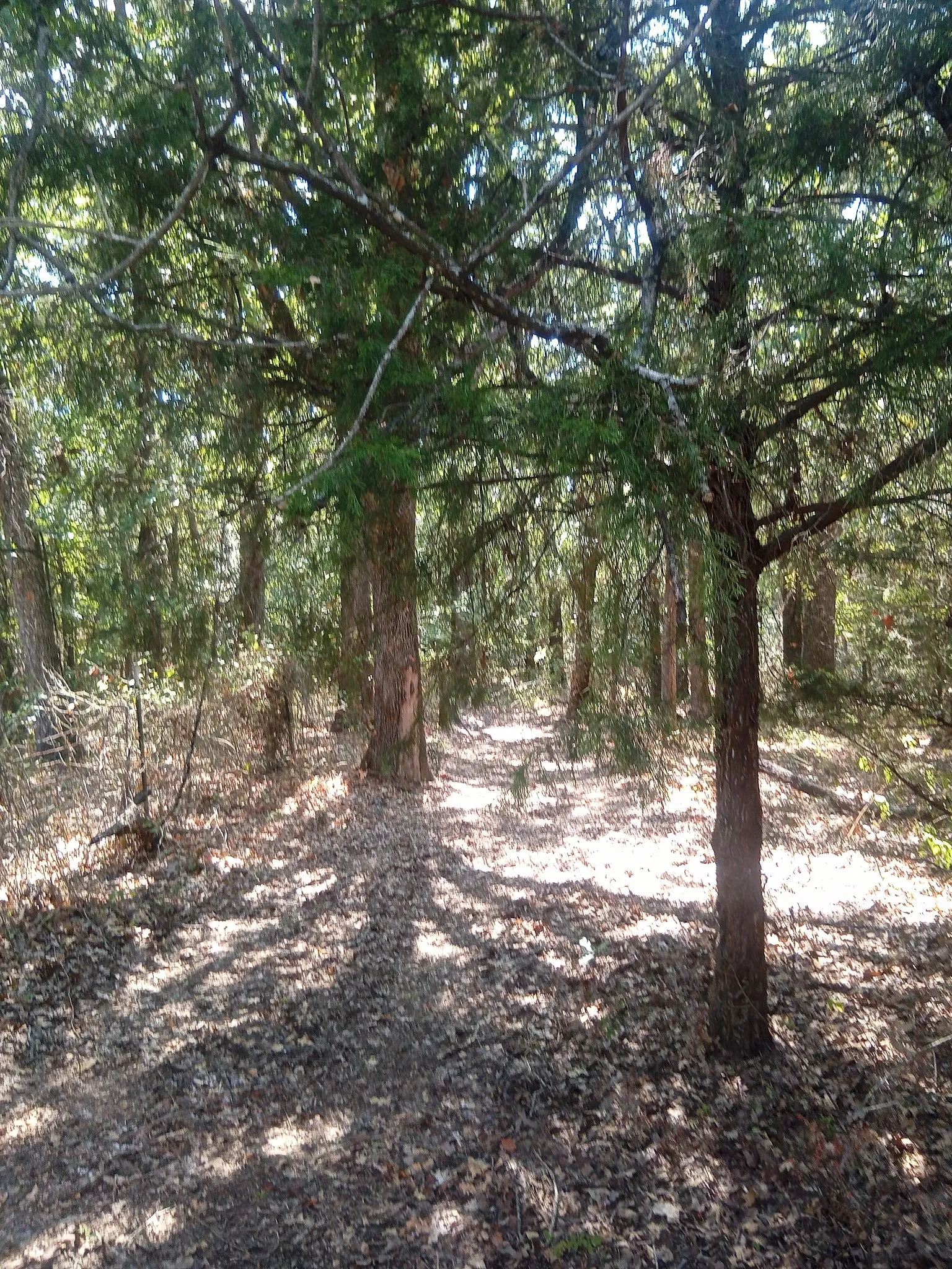 Unimproved Land For Sale in Hill County , 1226 Hcr 1425, Covington, Texas 76636, 0, 0, Garage spaces, 0 Sqft, built in 0, mls#21378983, Real Estate Agent in Covington, Homes For Sale in Hill county, Homes For Sale in Covington, Realtor in Covington Texas, Real Estate Brokerage Independent Realty Texas, Luminita Cordes Realtor