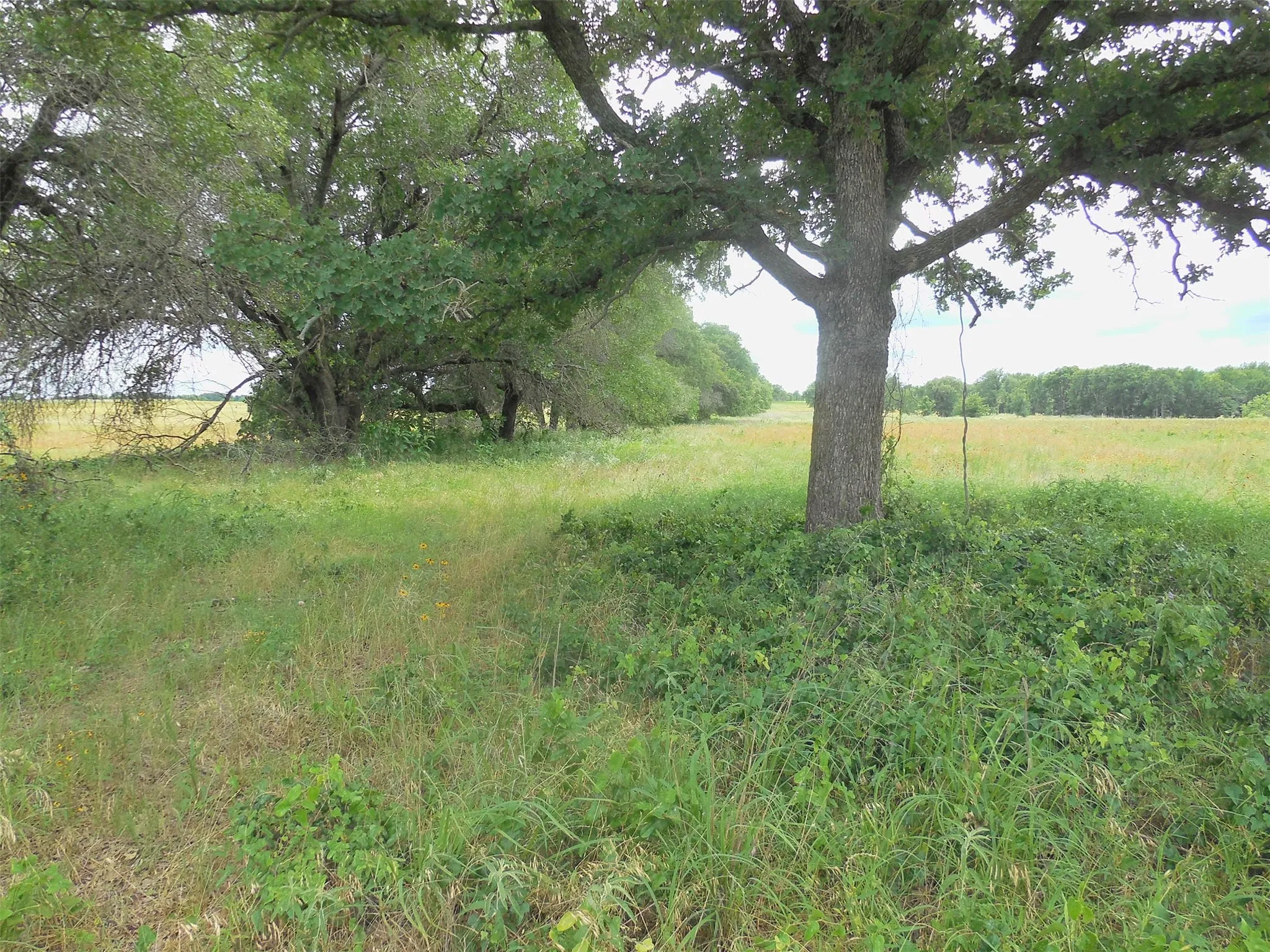 Unimproved Land For Sale in Eastland County , TBD County Road 488, Ranger, Texas 76470, 0, 0, Garage spaces, 0 Sqft, built in 0, mls#21379112, Real Estate Agent in Ranger, Homes For Sale in Eastland county, Homes For Sale in Ranger, Realtor in Ranger Texas, Real Estate Brokerage Independent Realty Texas, Luminita Cordes Realtor